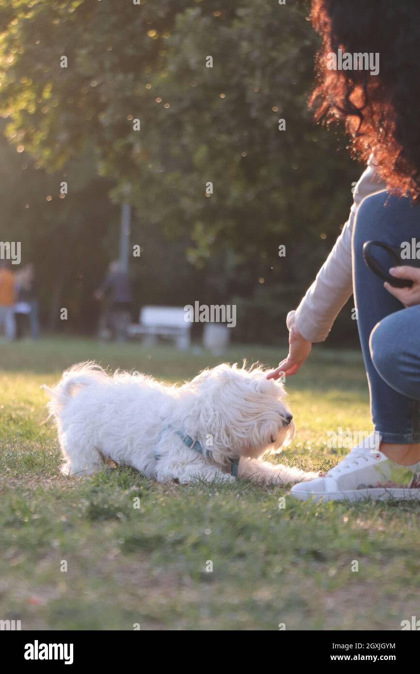 Maltese im Park spielen. Ein zotteliger Hund, der mit seiner Herrin im Park spielt Stockfoto