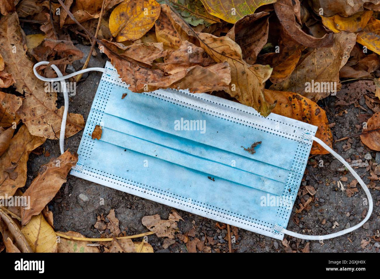 Weggeworfene Gesichtsmaske, die in Herbstblättern als Müll auf dem Boden liegt. Stockfoto