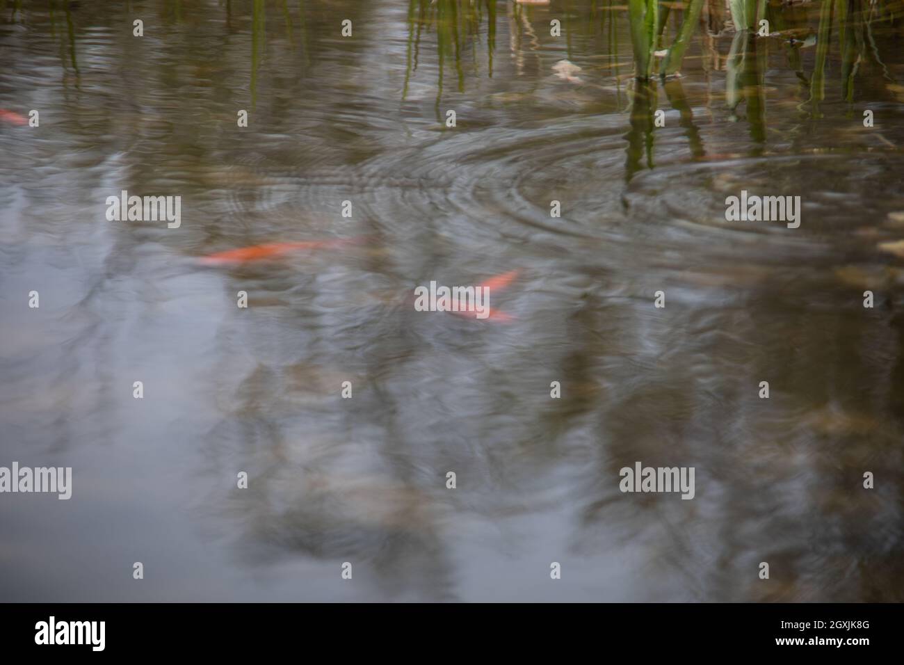 Goldfische schwimmen im Teich Stockfoto