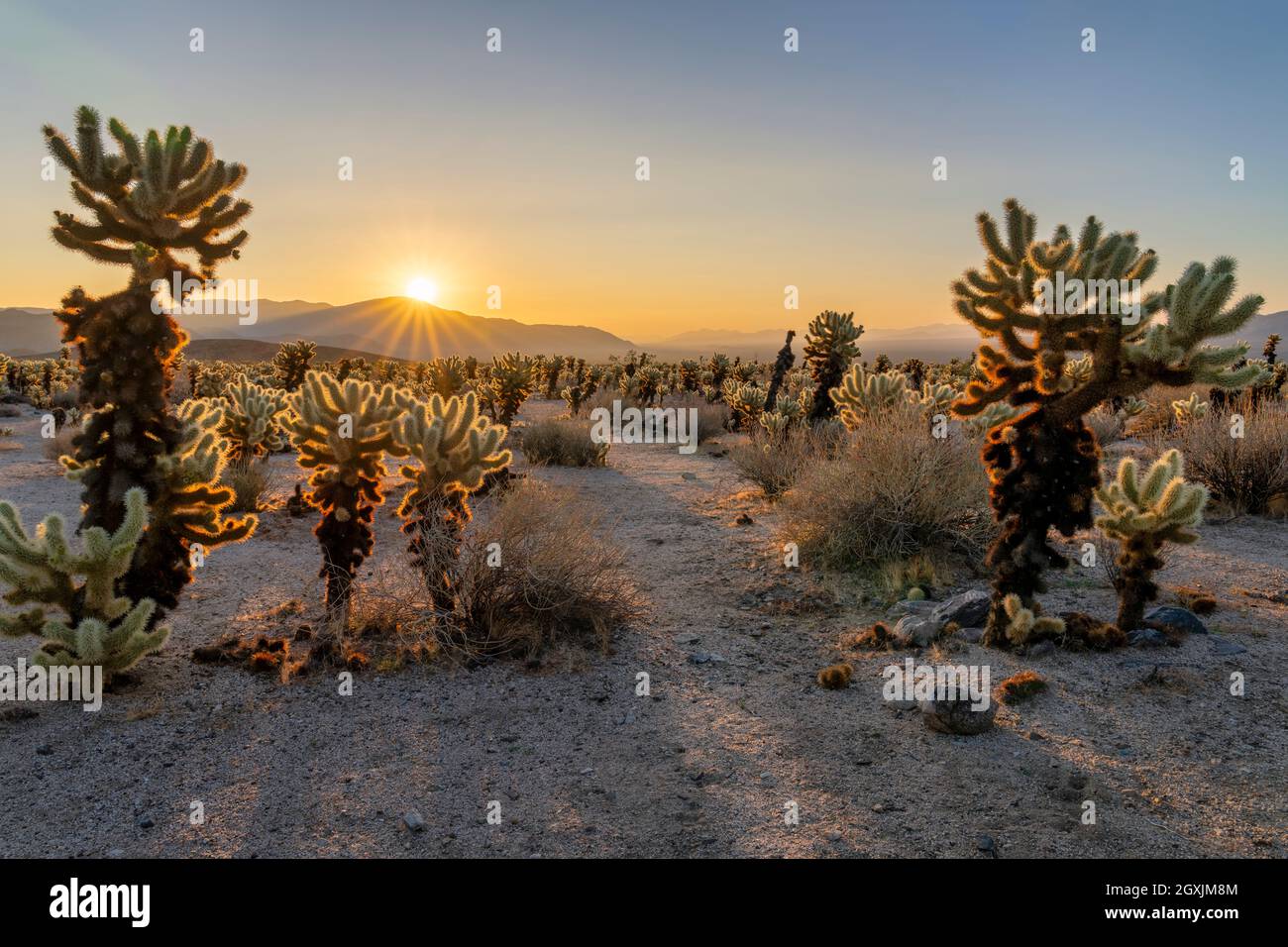 Cholla Garten Sonnenaufgang Stockfoto