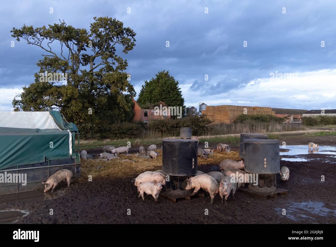 Eine Schweinehaltung in Norfolk. Mindestens 600 gesunde Schweine wurden aufgrund eines landesweiten Arbeitskräftemangels in Schlachthöfen bereits geschlachtet, teilte der Geschäftsführer der National Pig Association (NPA) mit. Bilddatum: Dienstag, 5. Oktober 2021. Stockfoto