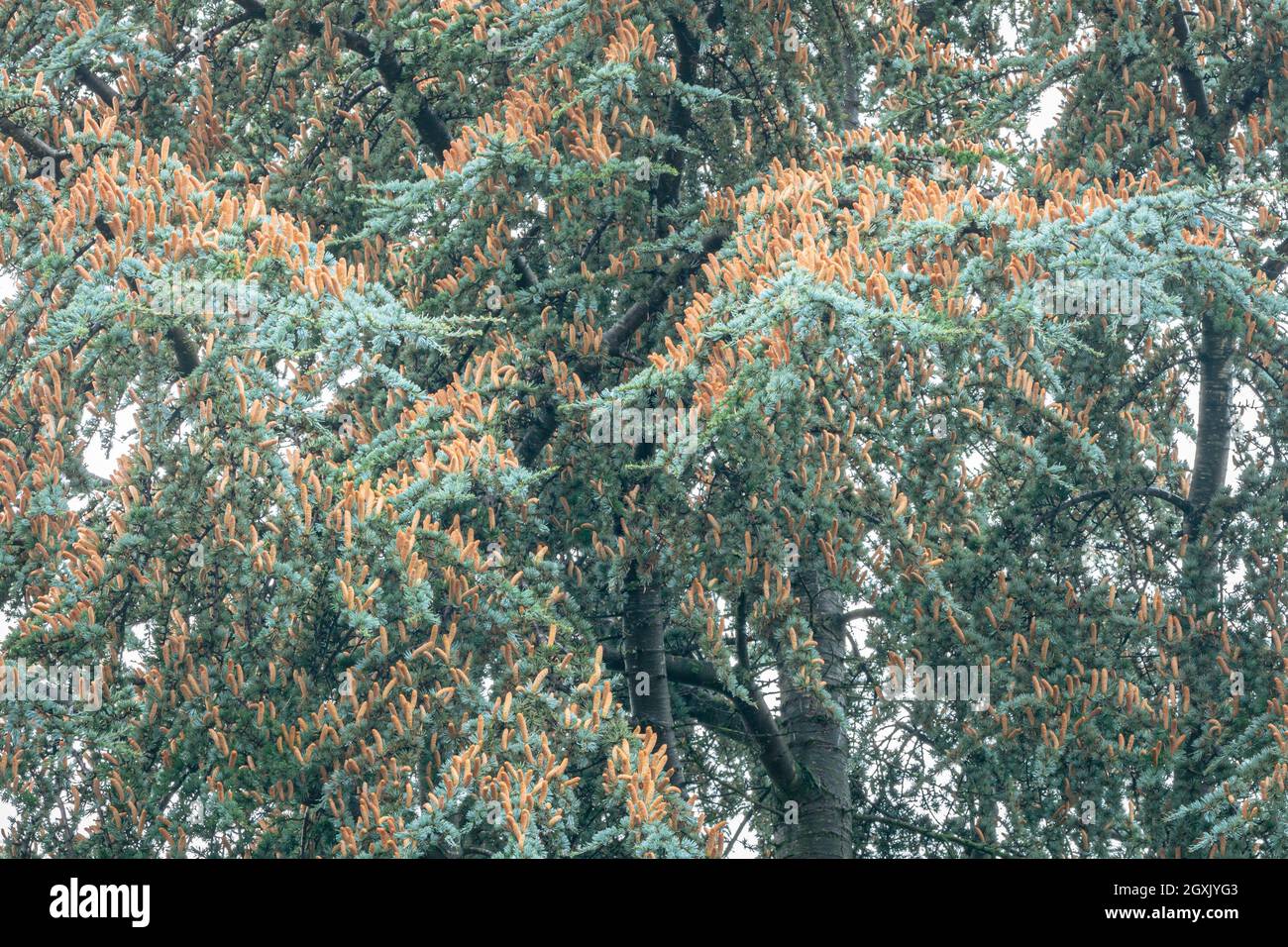 Viele orangefarbene Zapfen der Blauen Atlas-Zeder (Cedrus libani atlantica) Stockfoto