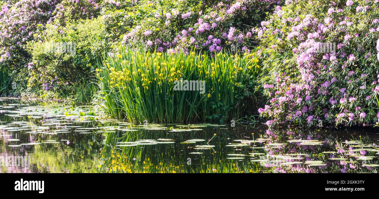 Gelbe Iris und lila Rhododendron spiegeln sich im Wasser Stockfoto