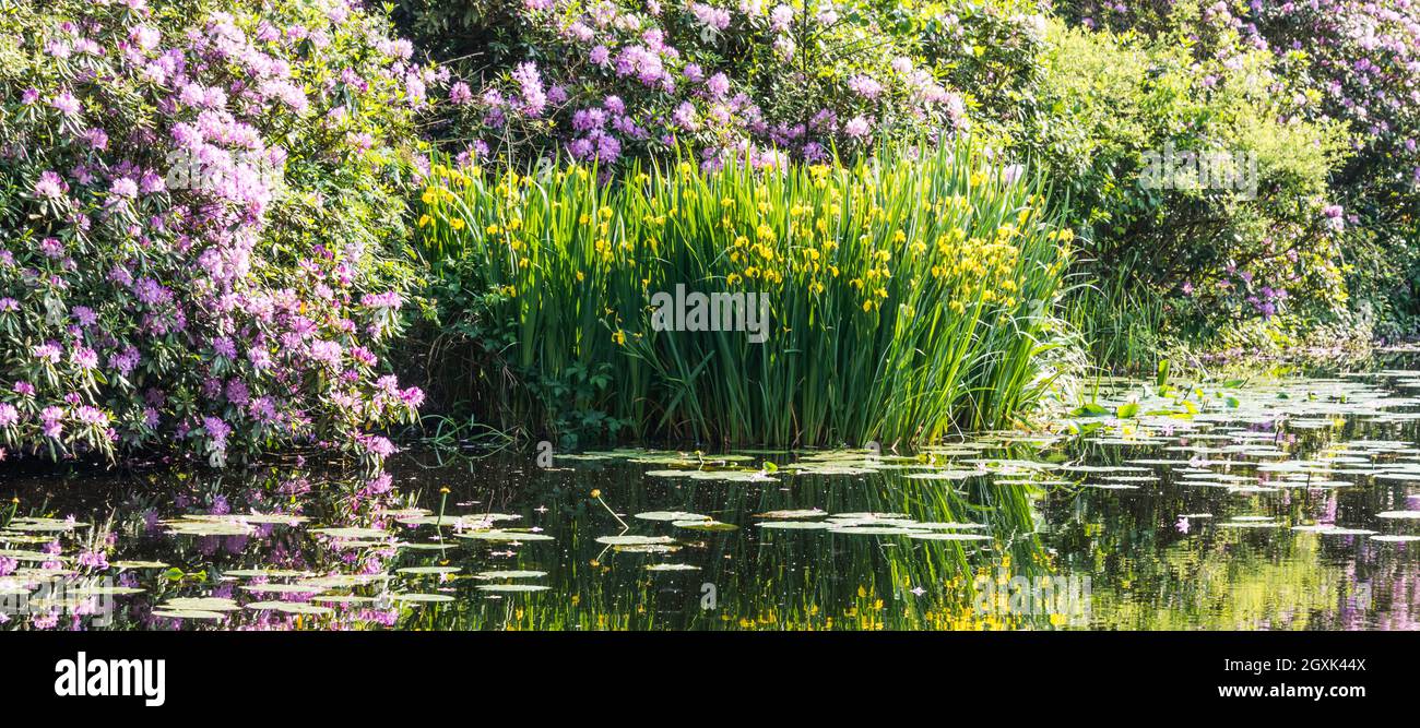 Gelbe Iris und lila Rhododendron spiegeln sich im Wasser Stockfoto