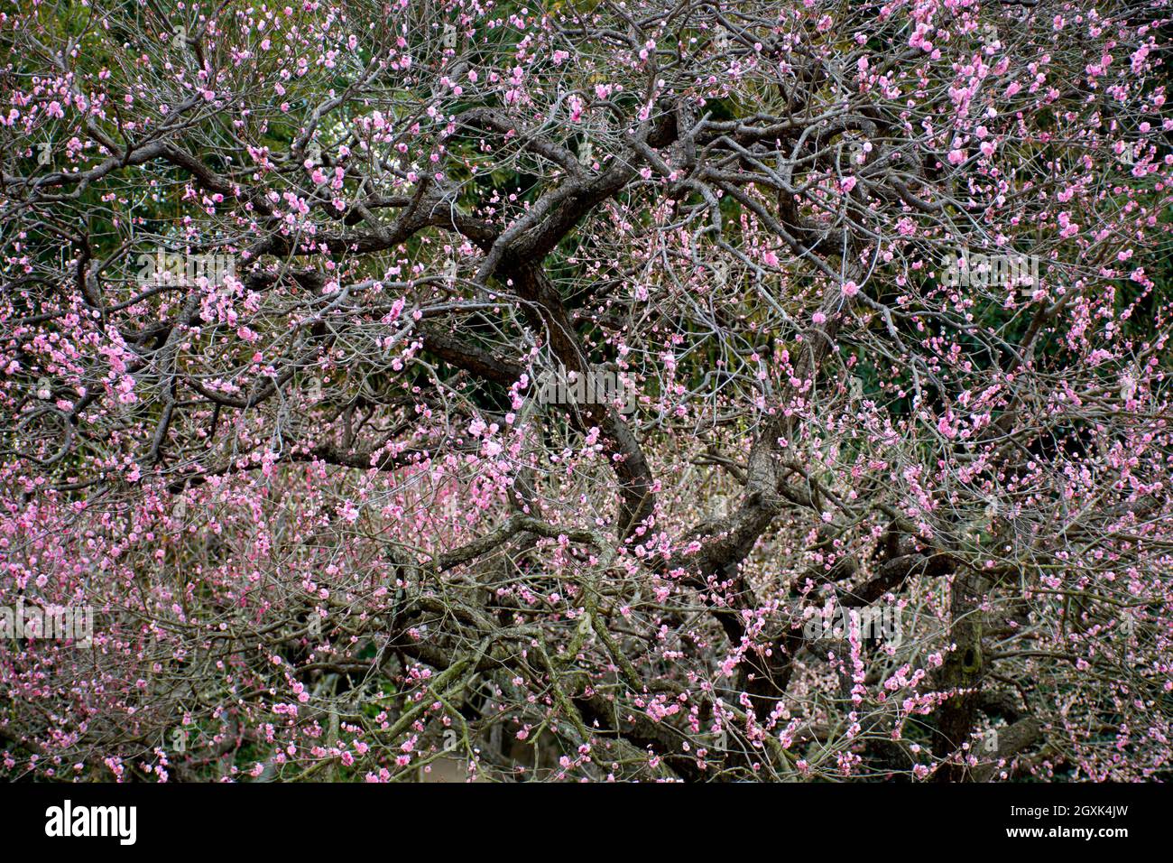Ujo symbol -Fotos und -Bildmaterial in hoher Auflösung – Alamy