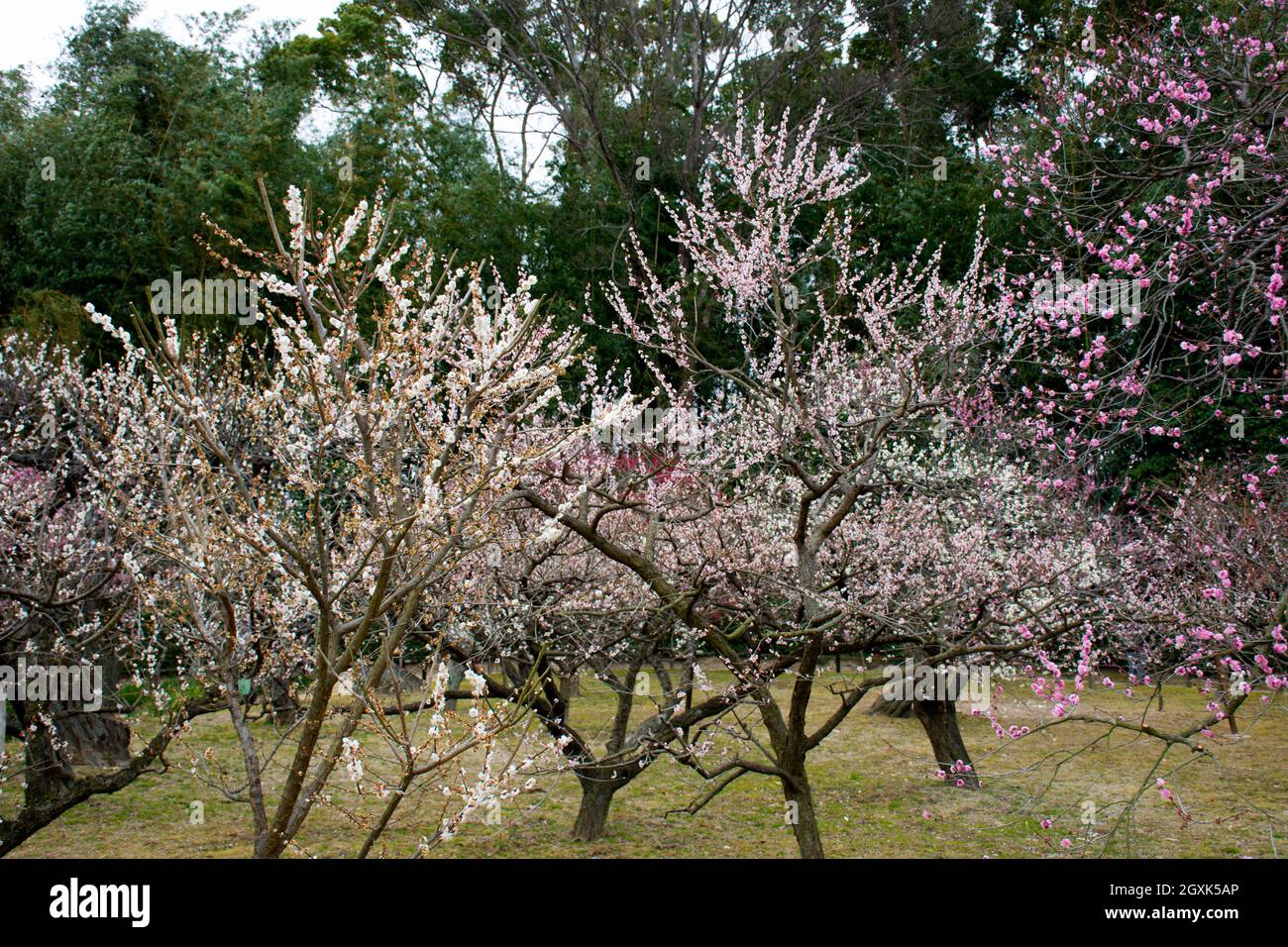 Japanischer Kirschblütenbaum oder Sakura, Prunus sp., Ujo Park, Okayama, Japan Stockfoto