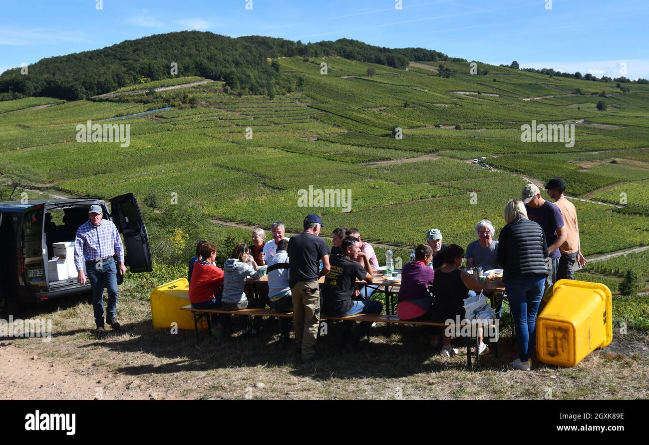 Französische Traubenpflücker machen Mittagspause in der Nähe von Kaysersberg im Elsass Oktober 2021. Traubenernte frankreich pflücker Hand pflücken Stockfoto Französische Traubenpflücker machen Mittagspause in der Nähe von Kaysersberg im Elsass Oktober 2021. Traubenernte frankreich pflücker Hand pflücken Stockfoto