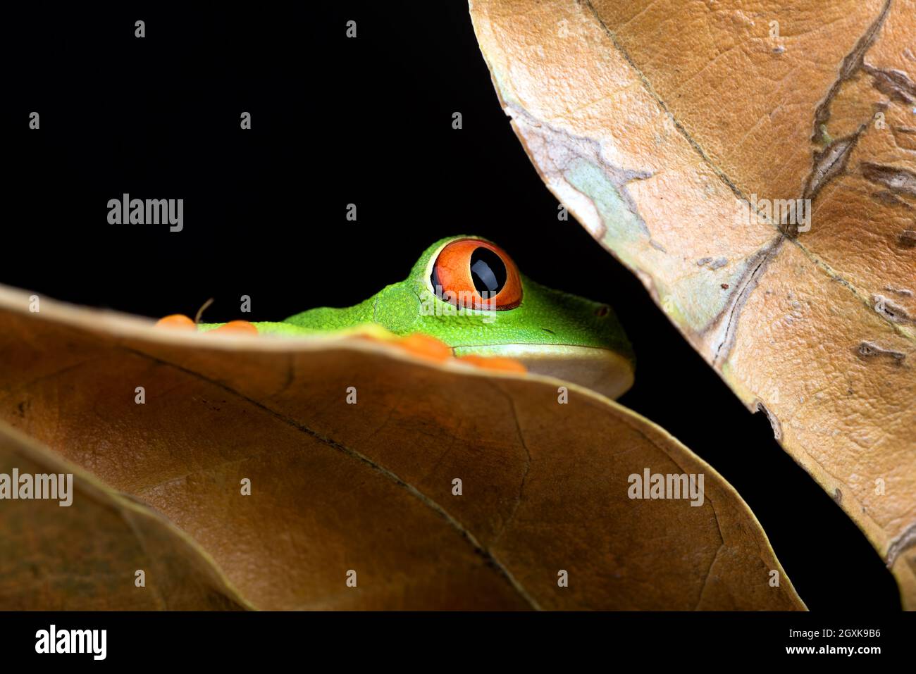 Auf einem Blatt sitzender Baumfrosch mit roten Augen, Indonesien Stockfoto