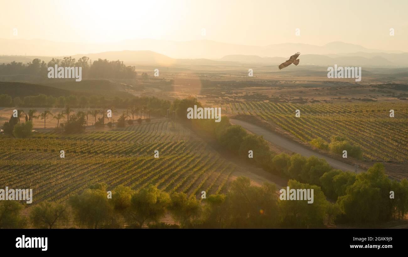 Rotschwanzfalke im Flug in der Abenddämmerung, Temecula, Kalifornien, USA Stockfoto