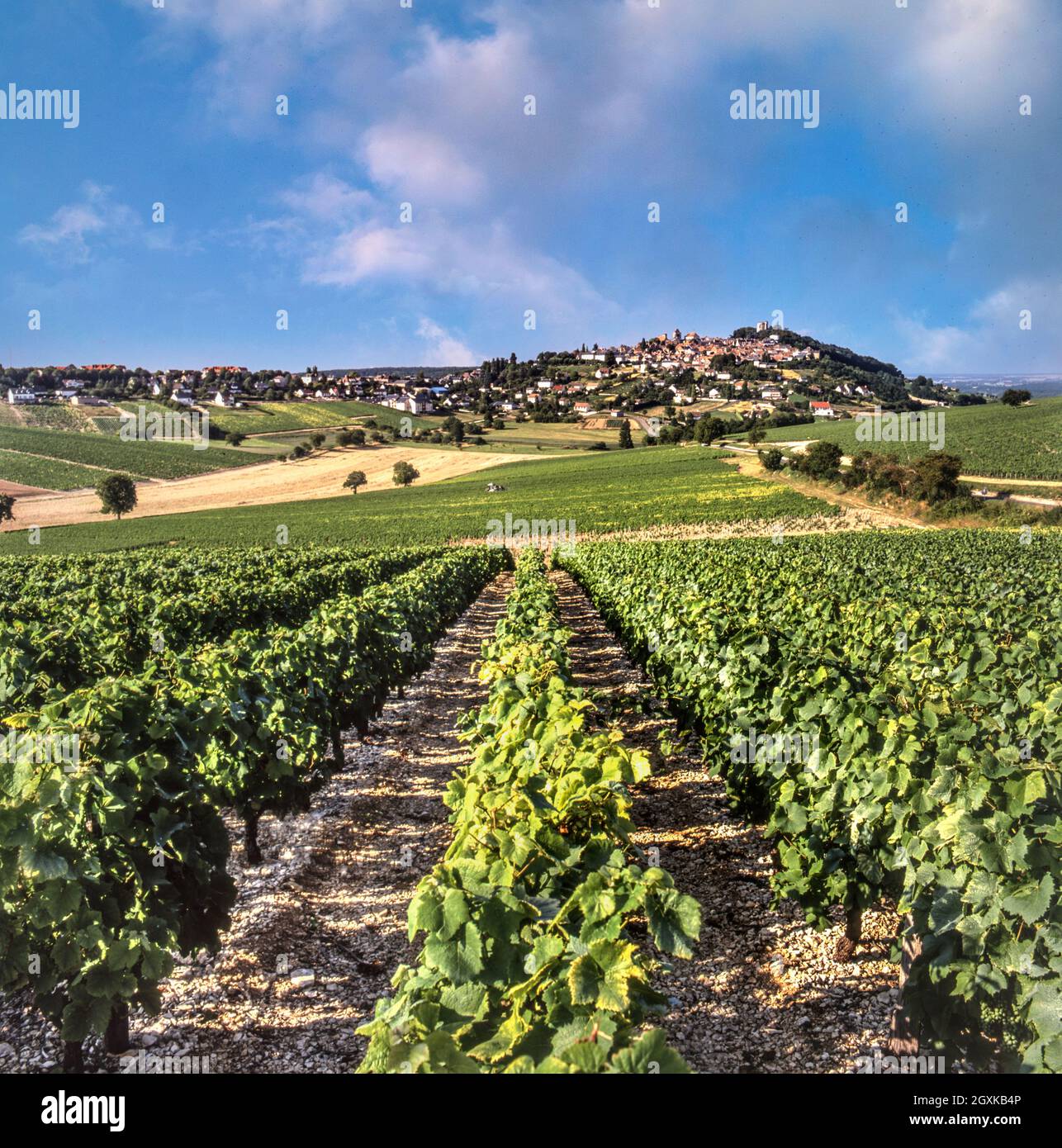 SANCERRE Weinberge, die zum Dorf Sancerre FÜHREN SANCERRE STADTANSICHT WEINBERGE am späten Nachmittag erhellt das Licht den Blick über die Weinberge, die zum Weindorf Sancerre, Cher, Frankreich, führen. Sancerre ist ein französischer Wein der Appellation d'origine contrôlée (AOC) für Wein, der in der Gegend von Sancerre im östlichen Teil des Loire-Tals, südöstlich von Orléans, hergestellt wird. Fast alle Appellationen liegen am linken Ufer der Loire, gegenüber von Pouilly-Fumé. Er ist für den „Sauvu Blanc“ gut angesehen und in erster Linie mit ihm assoziiert. Stockfoto