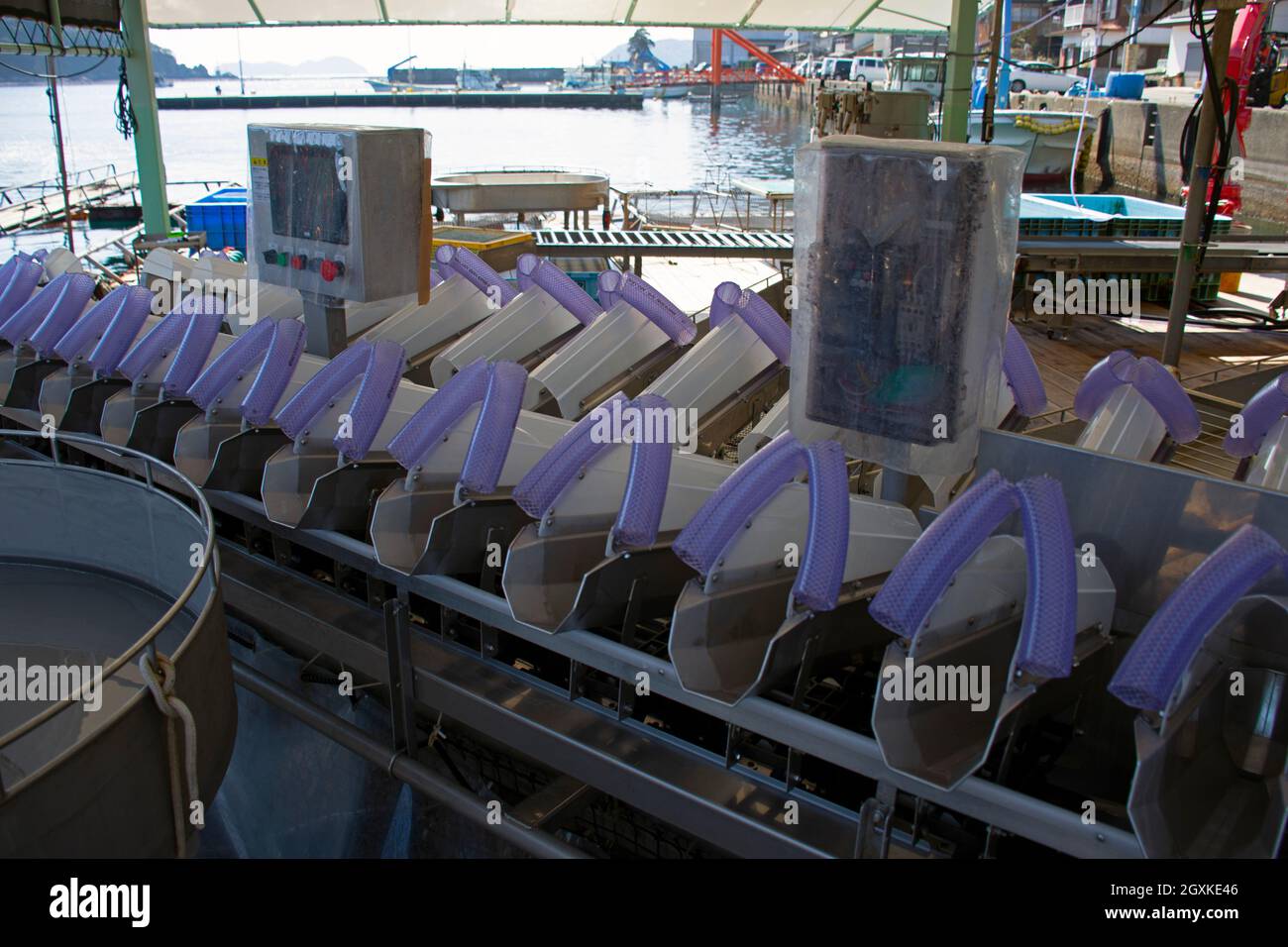 Automatisierter Größensorter und Gewichtsausgleich für aquakulturiertes Seabream, Ainan, Japan Stockfoto