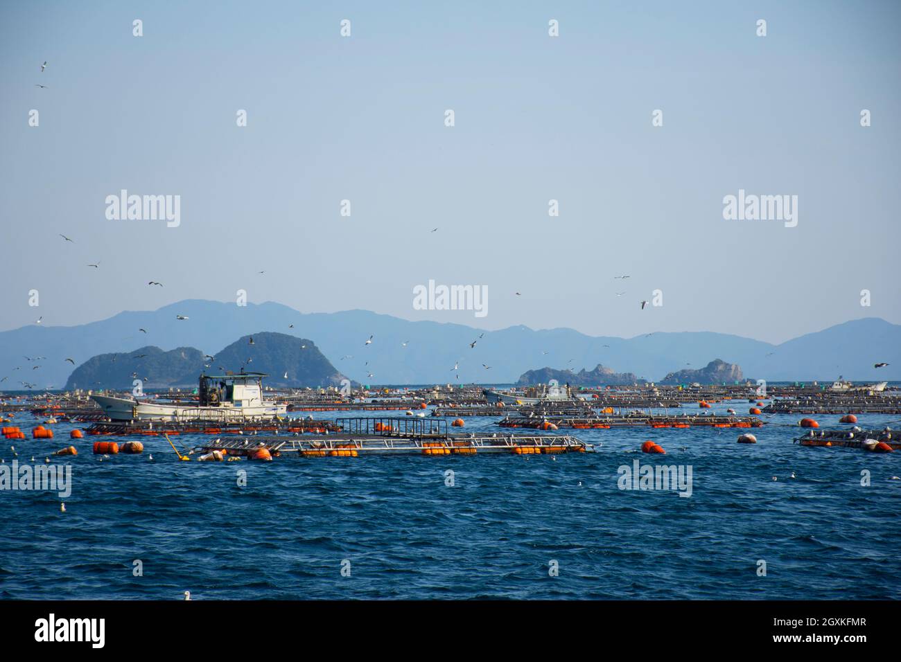 Aquakulturpfannen für rote Meerbrasse, Pagrus Major, Ainan, Japan Stockfoto