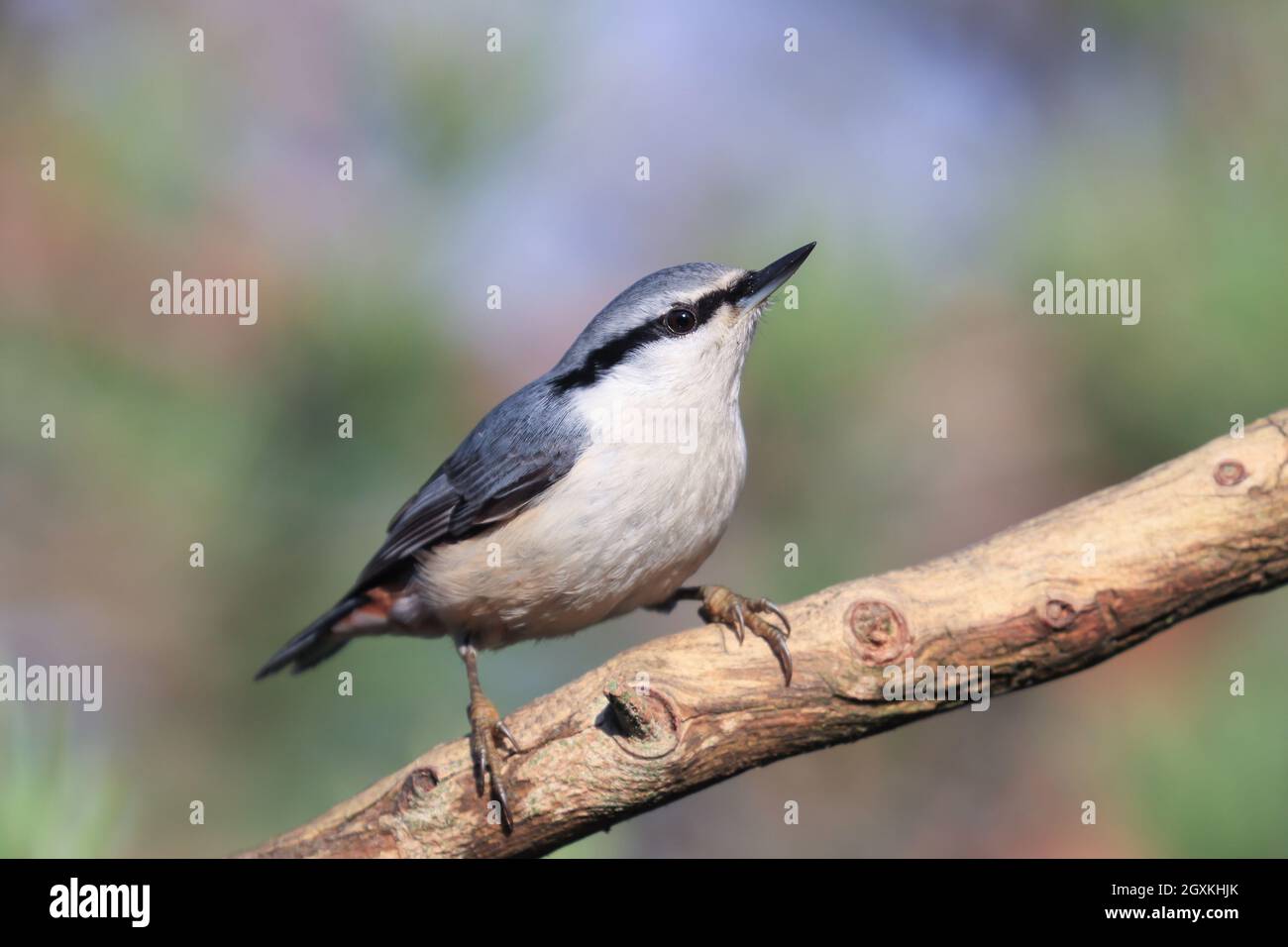 Eurasische Kleiber Stockfoto