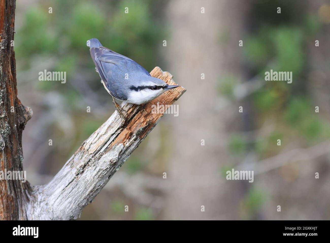Eurasische Kleiber Stockfoto