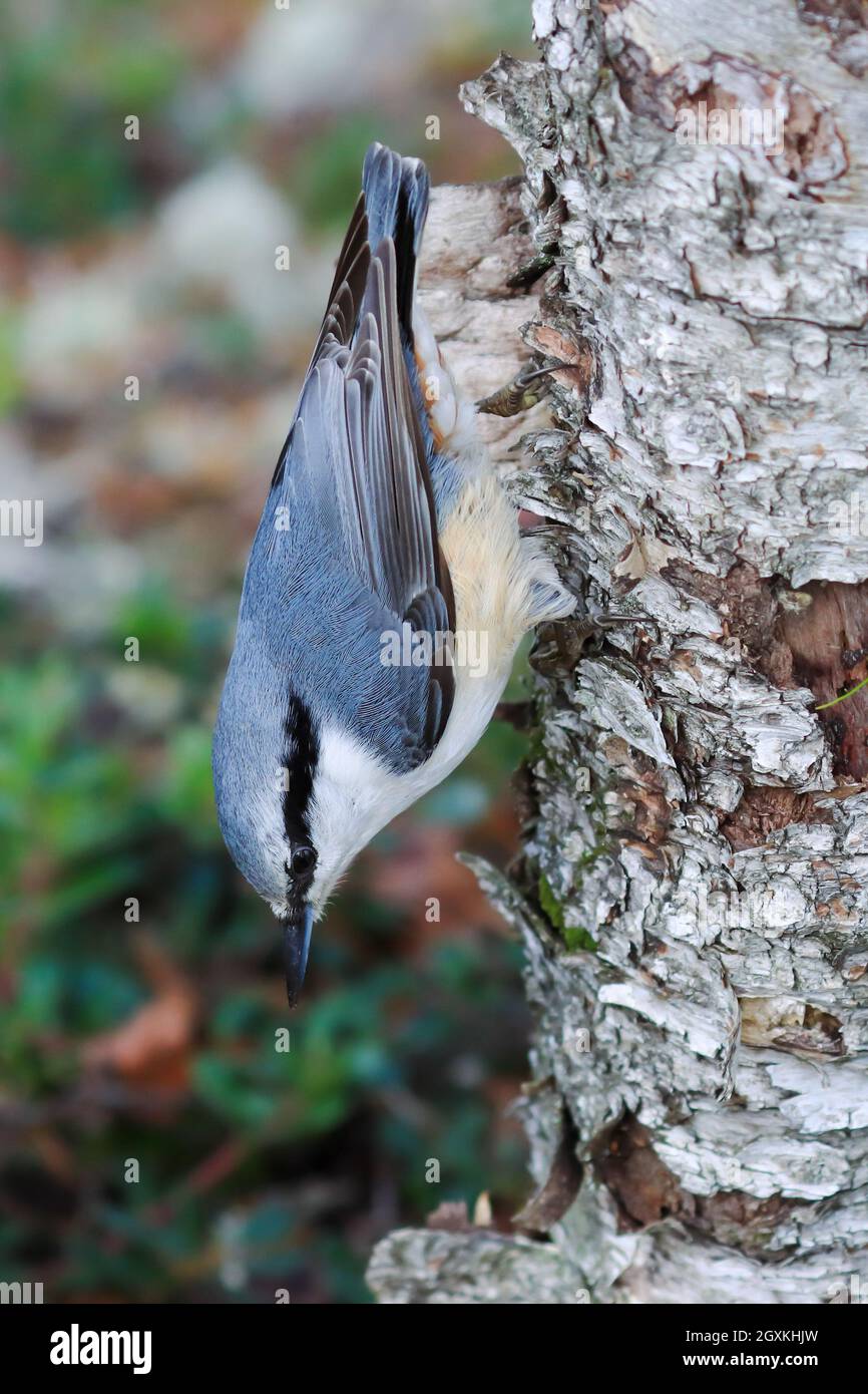 Eurasische Kleiber Stockfoto