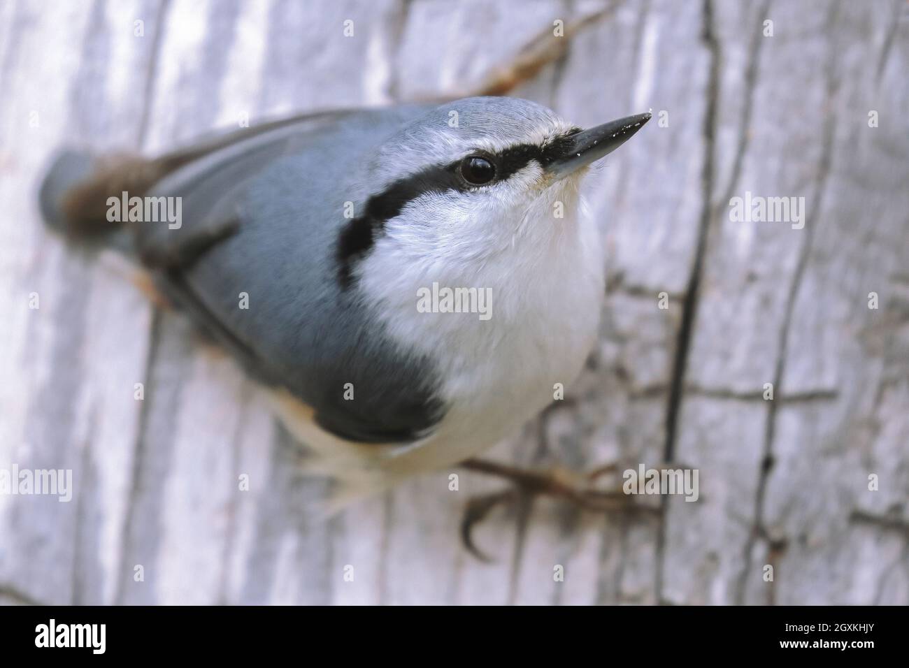 Eurasische Kleiber Stockfoto