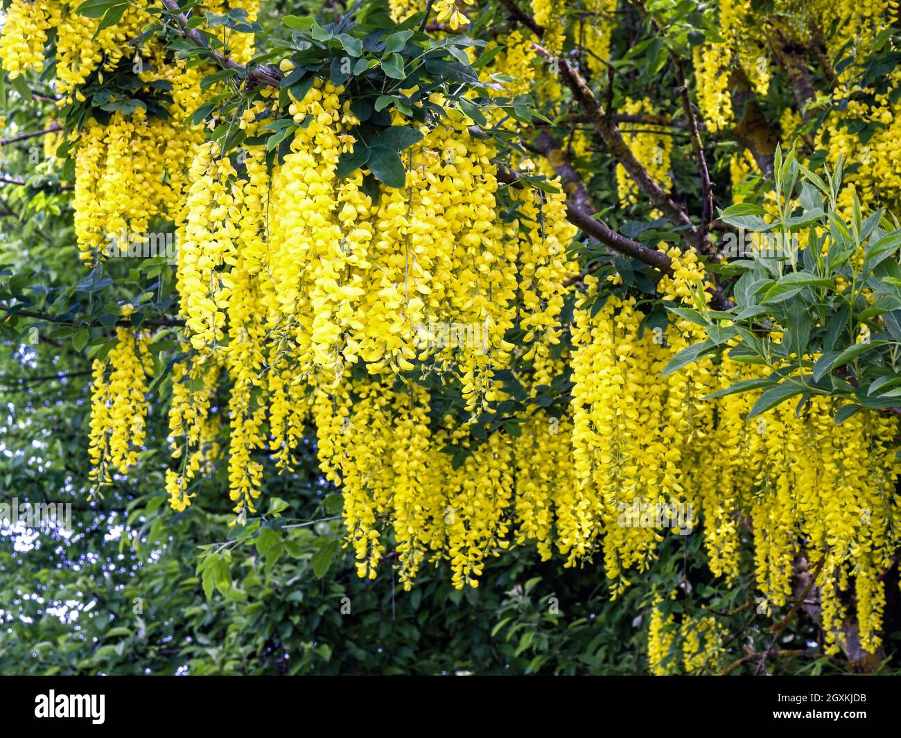 Laburnum, auch bekannt als Bohnenbaum, Goldrausch oder Gelbbusch, ist eine Pflanzengattung aus der Unterfamilie der Schmetterlinge (Faboideae) in der Familie der Hülsenfrüchte ( Stockfoto