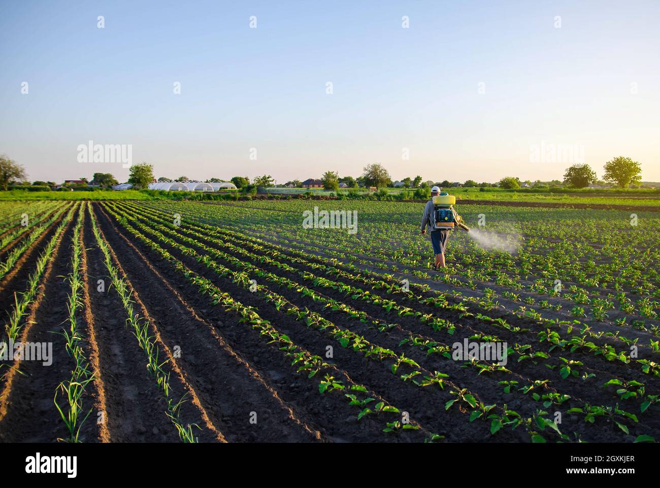 Bauer sprüht eine Kartoffelplantage mit einem Sprüher. Wirksamer Pflanzenschutz von Kulturpflanzen vor Insekten und Pilzen. Chemische Behandlung. Nebel Stockfoto
