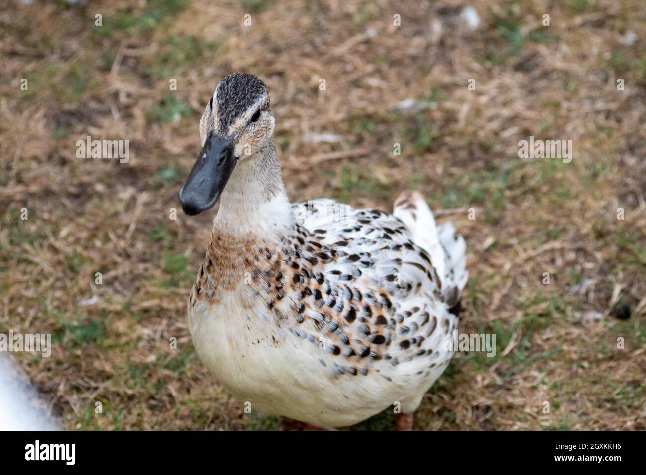 Leusistische Stockente, sehr seltener Zustand Stockfoto