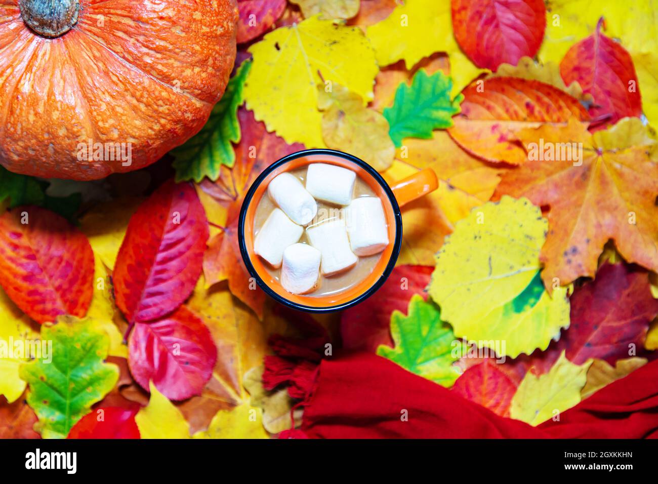 Tasse Kakao, Kürbis und ein Schal auf bunten Herbstblättern. Flach liegend. Stockfoto