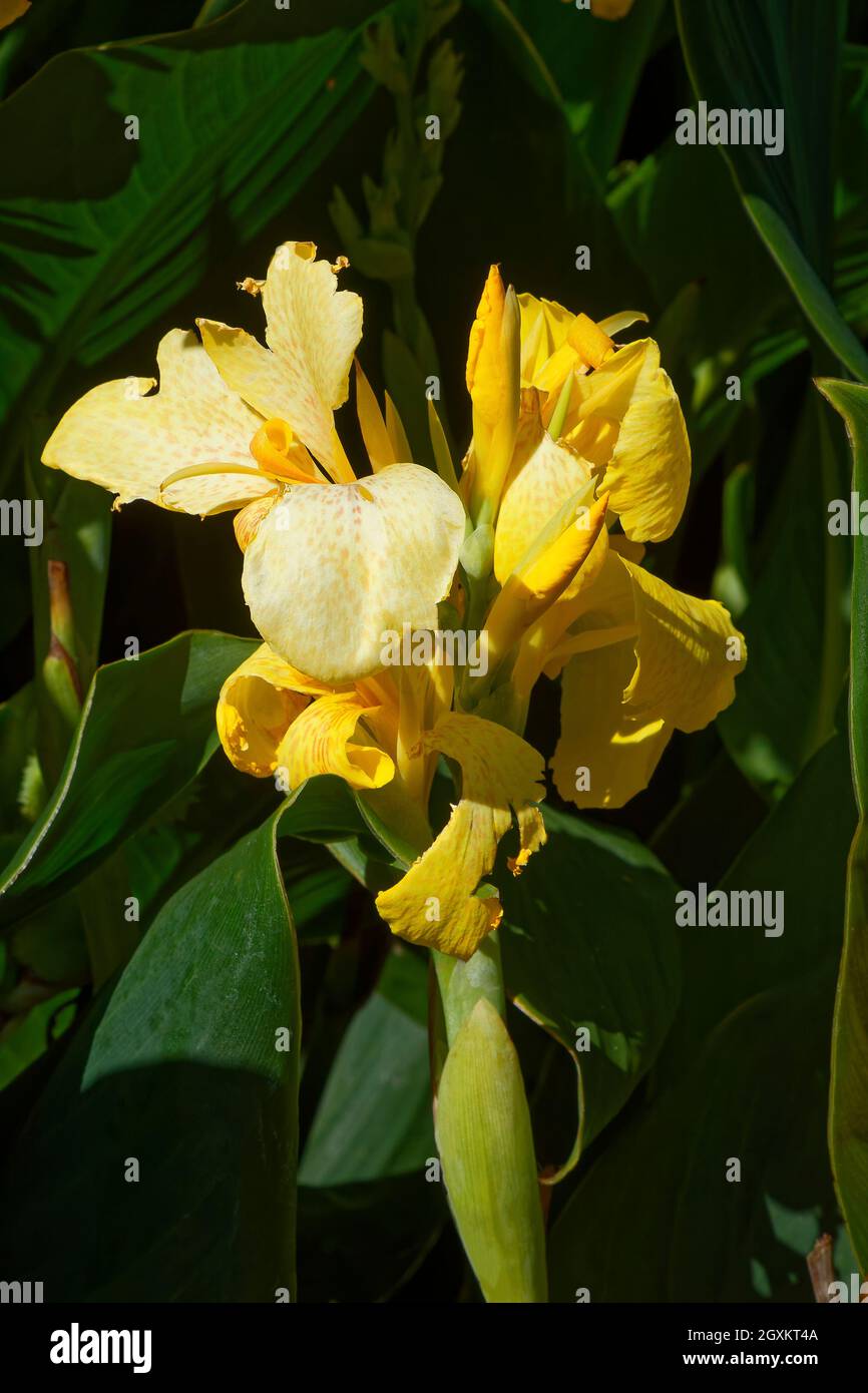 Tropische staude Fotos und Bildmaterial in hoher Auflösung Alamy