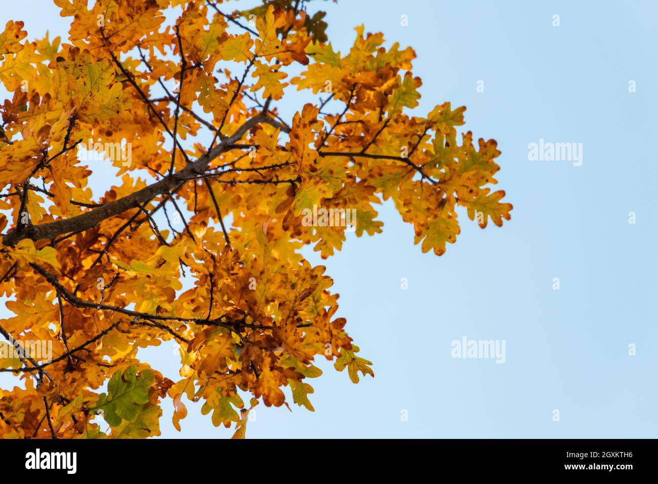 Eichenzweig mit leuchtend gelben Blättern in der Herbstsaison über blauem bewölktem Himmel, natürlicher Fotohintergrund mit selektivem Fokus Stockfoto Eichenzweig mit leuchtend gelben Blättern in der Herbstsaison über blauem bewölktem Himmel, natürlicher Fotohintergrund mit selektivem Fokus Stockfoto