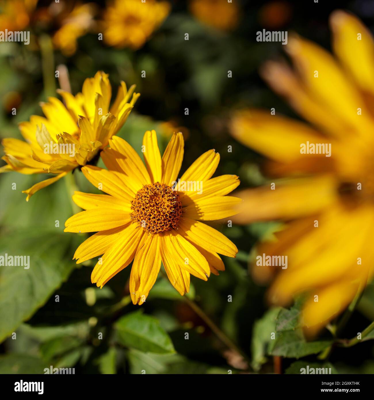 Helianthus pauciflorus, die steife Sonnenblume genannt, ist eine nordamerikanische Pflanzenart in der Familie der Sonnenblumen. Quadratischer Rahmen Stockfoto