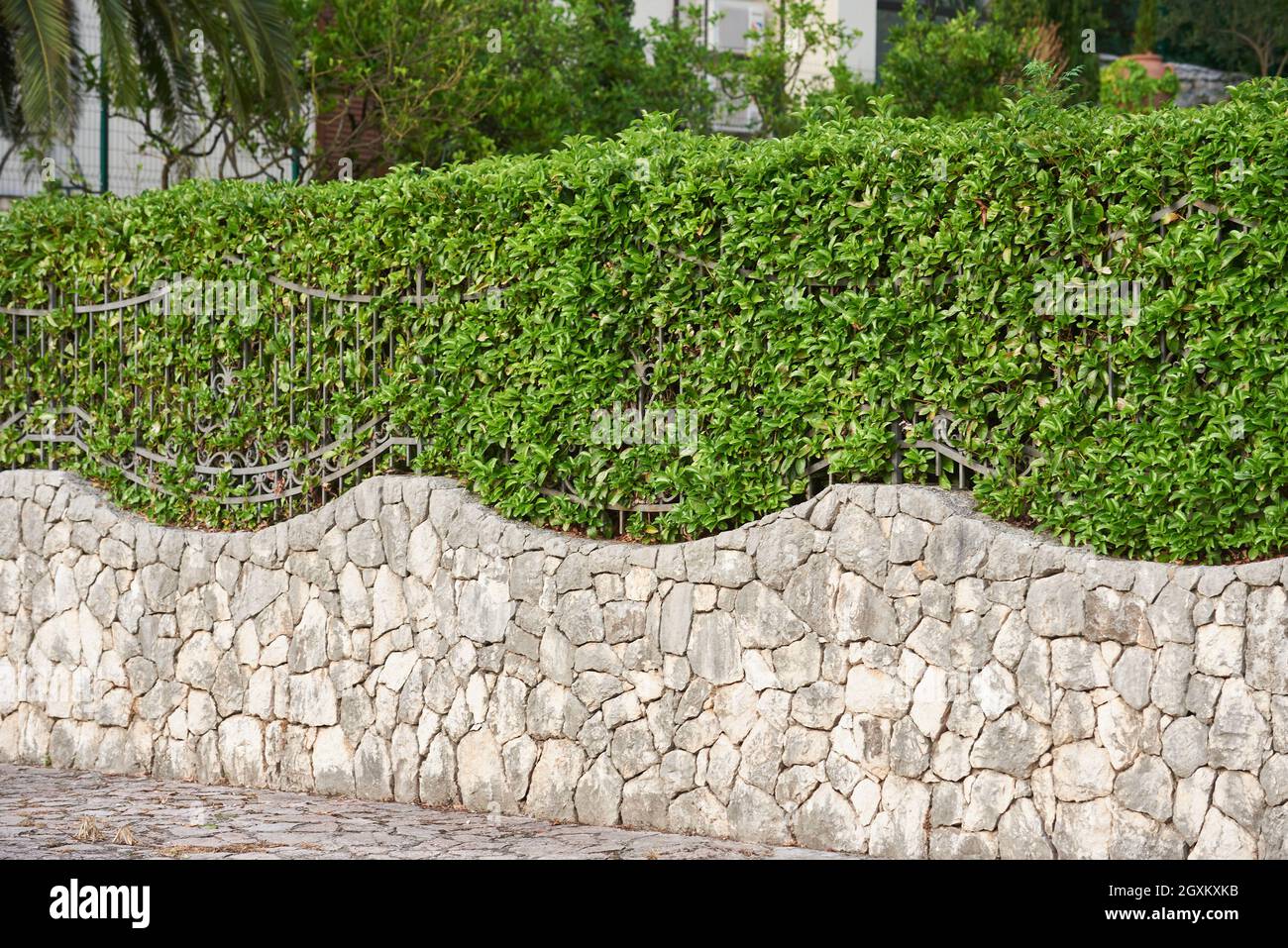 Steinzaun mit Hecke in einem Privathaus Stockfoto