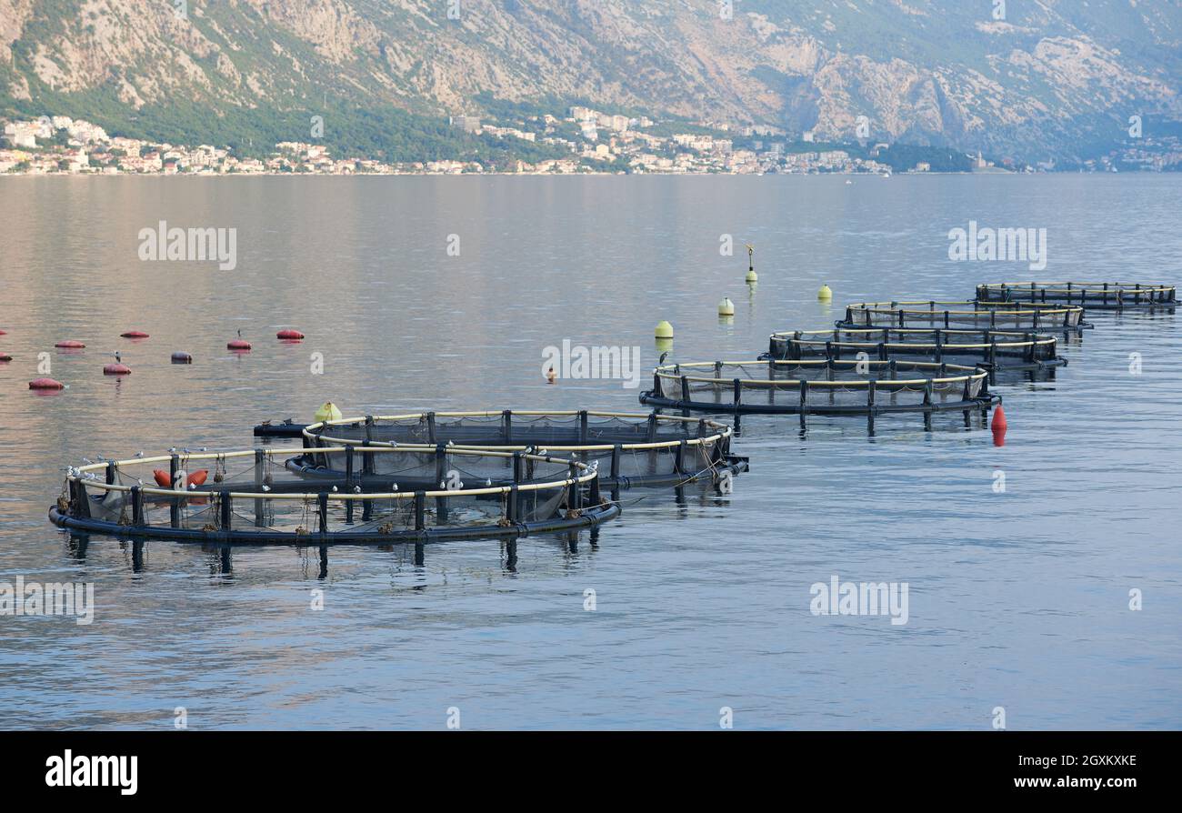 Runde Fischfarmen an der adria in Montenegro Stockfoto