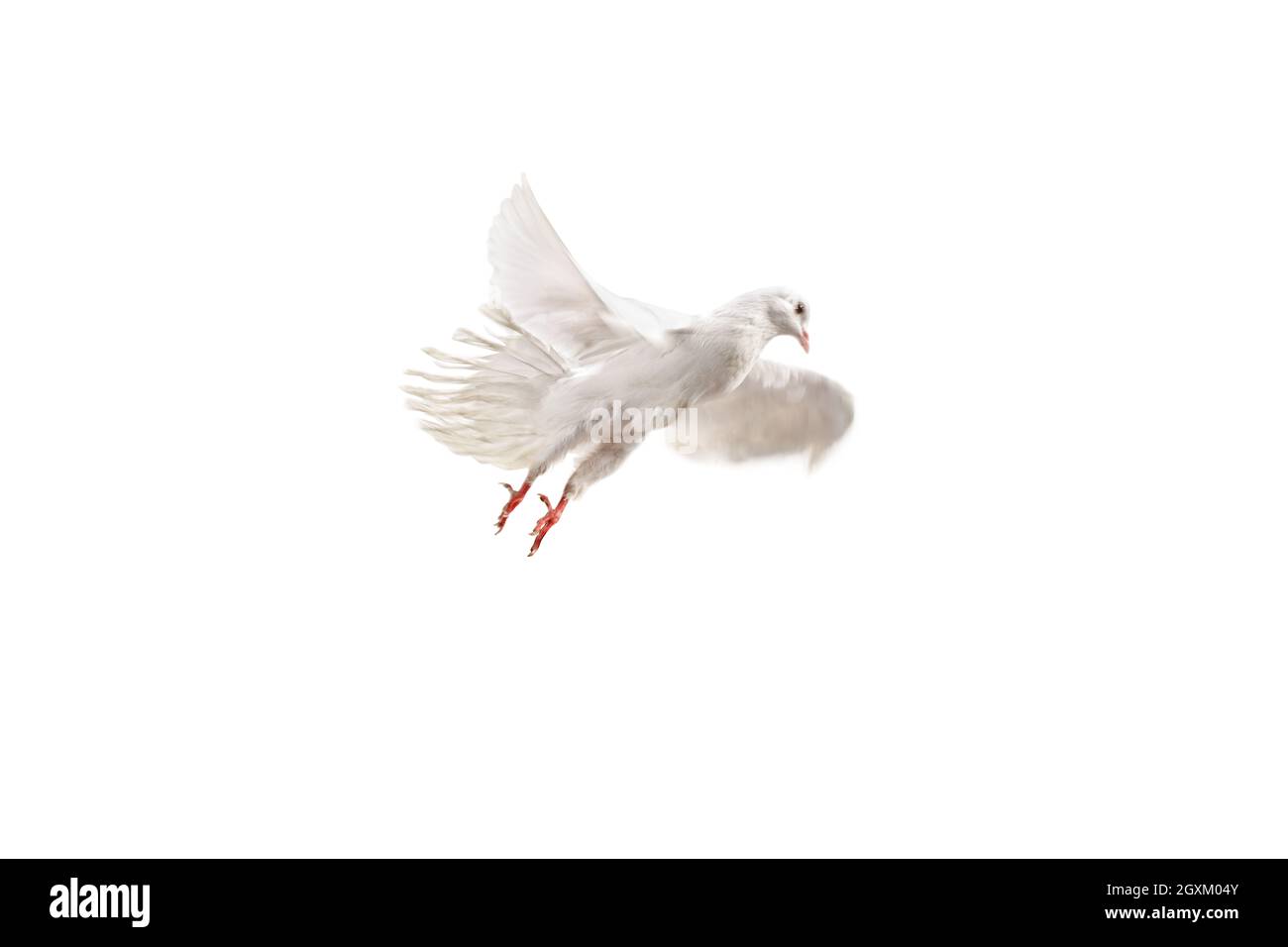 Studioaufnahme einer weißen Taube, die isoliert auf weißem Hintergrund fliegt Stockfoto