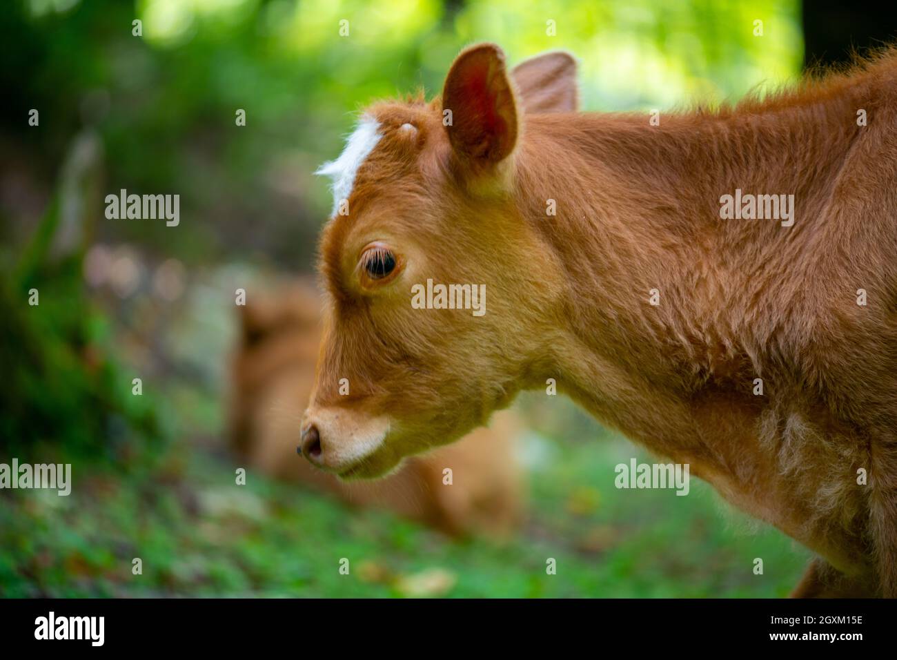 Ein rotes Kalb auf der Wiese Stockfoto