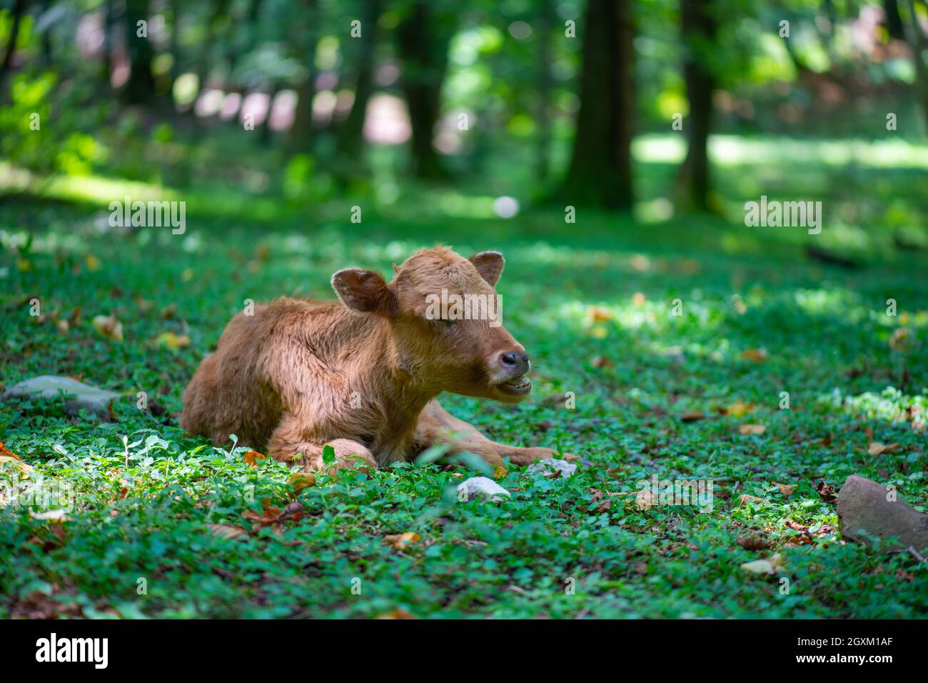 Das Kalb ist immer noch klein grast auf der Wiese Stockfoto