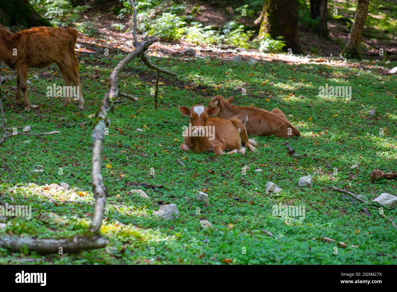 Junge Person einer Reihe von Artiodactyl-Arten Stockfoto