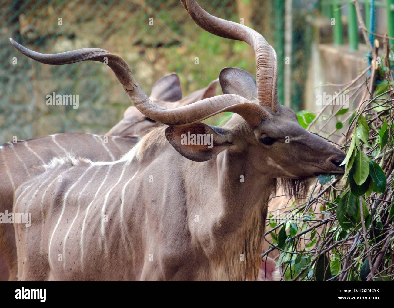 Spiralhornantilope, der große Kudu (Tragelaphus strepsiceros), der sich von Blättern ernährt; Nationale Zoologische Gärten Stockfoto