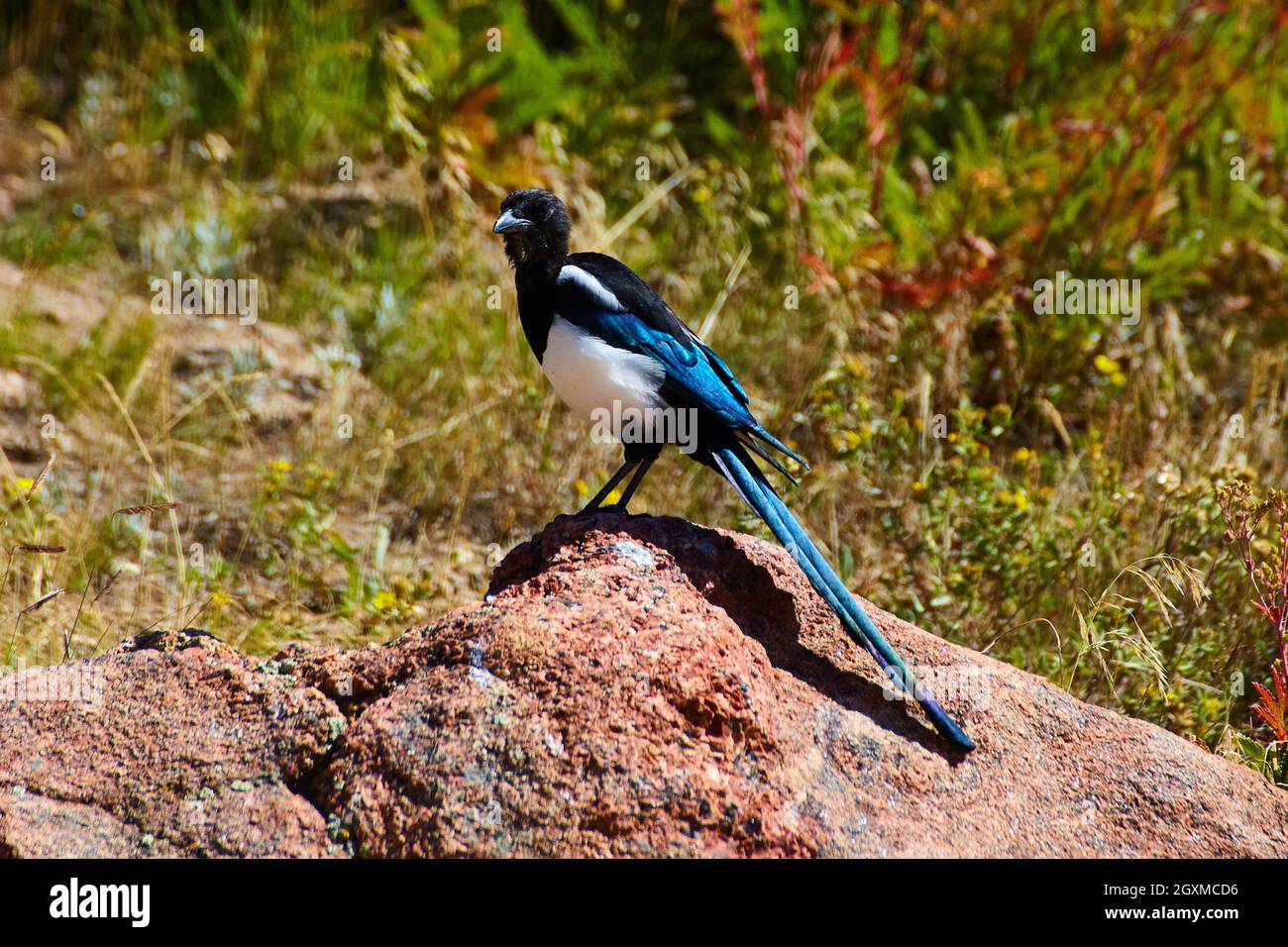 Einsame blaue, schwarze und weiße Vögel auf Wüstenfelsen Stockfoto