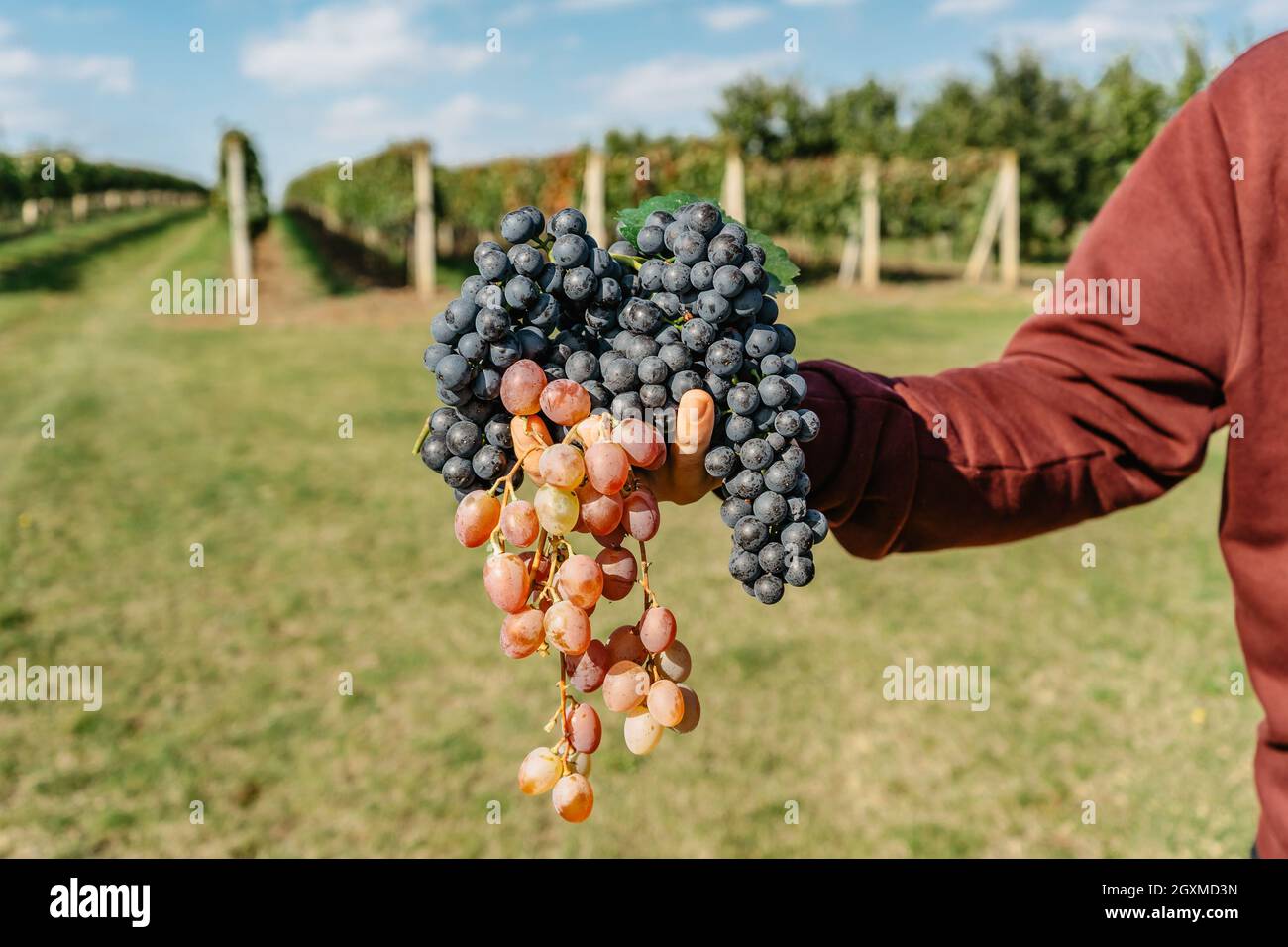 Mann Hand hält süße Bio saftige Weinrebe.Nahaufnahme der roten Trauben Weinberg im Hintergrund, Weinlese-Konzept.Zweige der frischen Trauben Stockfoto