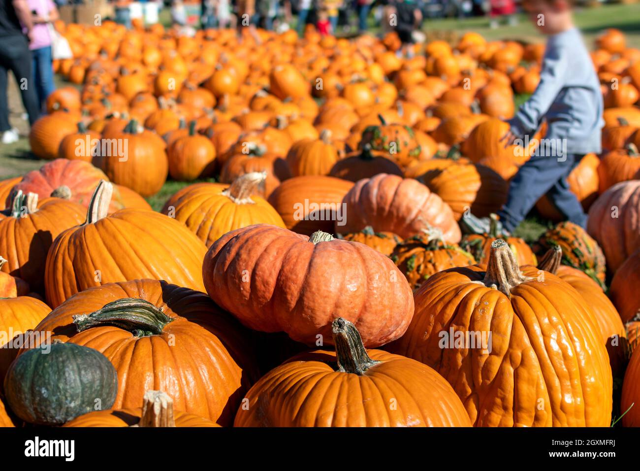 Familien suchen beim Herbsterntefestival im Oktober in Green Bluff, einem Vorort von Spokane, Washington, USA, nach Kürbissen. Stockfoto