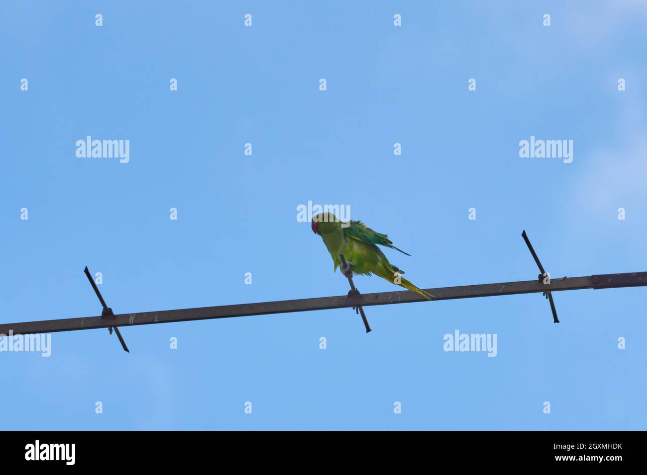 Papageien, die auf einem Ast sitzen, sind auf weißem Hintergrund isoliert, Vögel sind grün, Papageien sind isoliert. Exotische Vögel auf einem Stockfoto