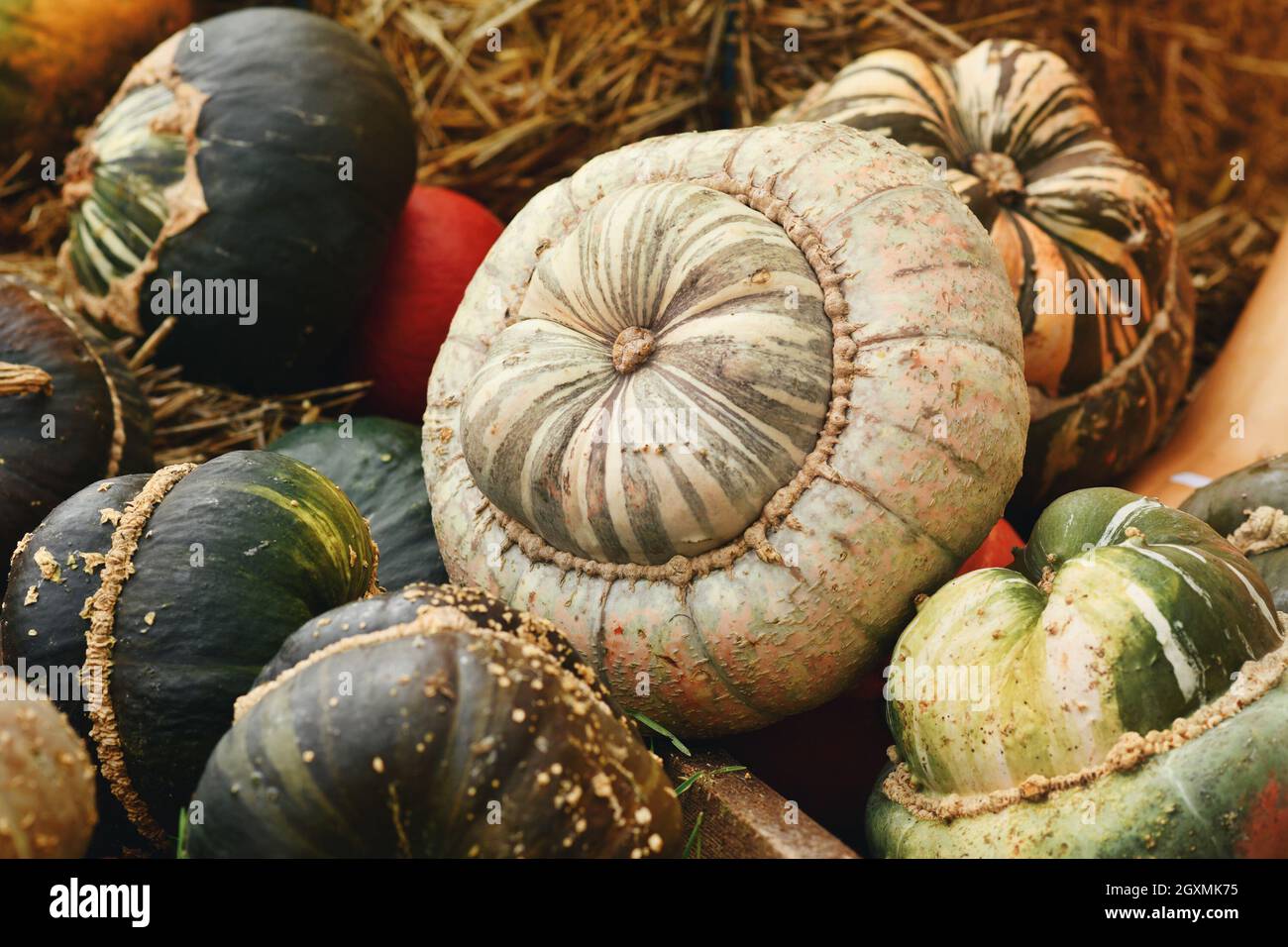 Weiß melierte farbige Turban Squash auf Haufen Stockfoto