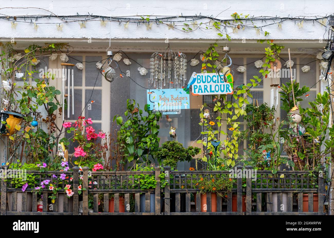 Wellensittiche zum Verkauf in einer kleinen Wohnung auf einem Balkon. Haustiervögel zum Verkauf von einem privaten Haus oder kleinen flachen Balkonen in southampton. Stockfoto