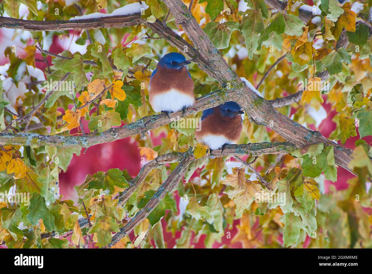 Paar Blauvögel auf Herbstbaum im Schnee mit verschwommenen roten Bäumen im Hintergrund Stockfoto