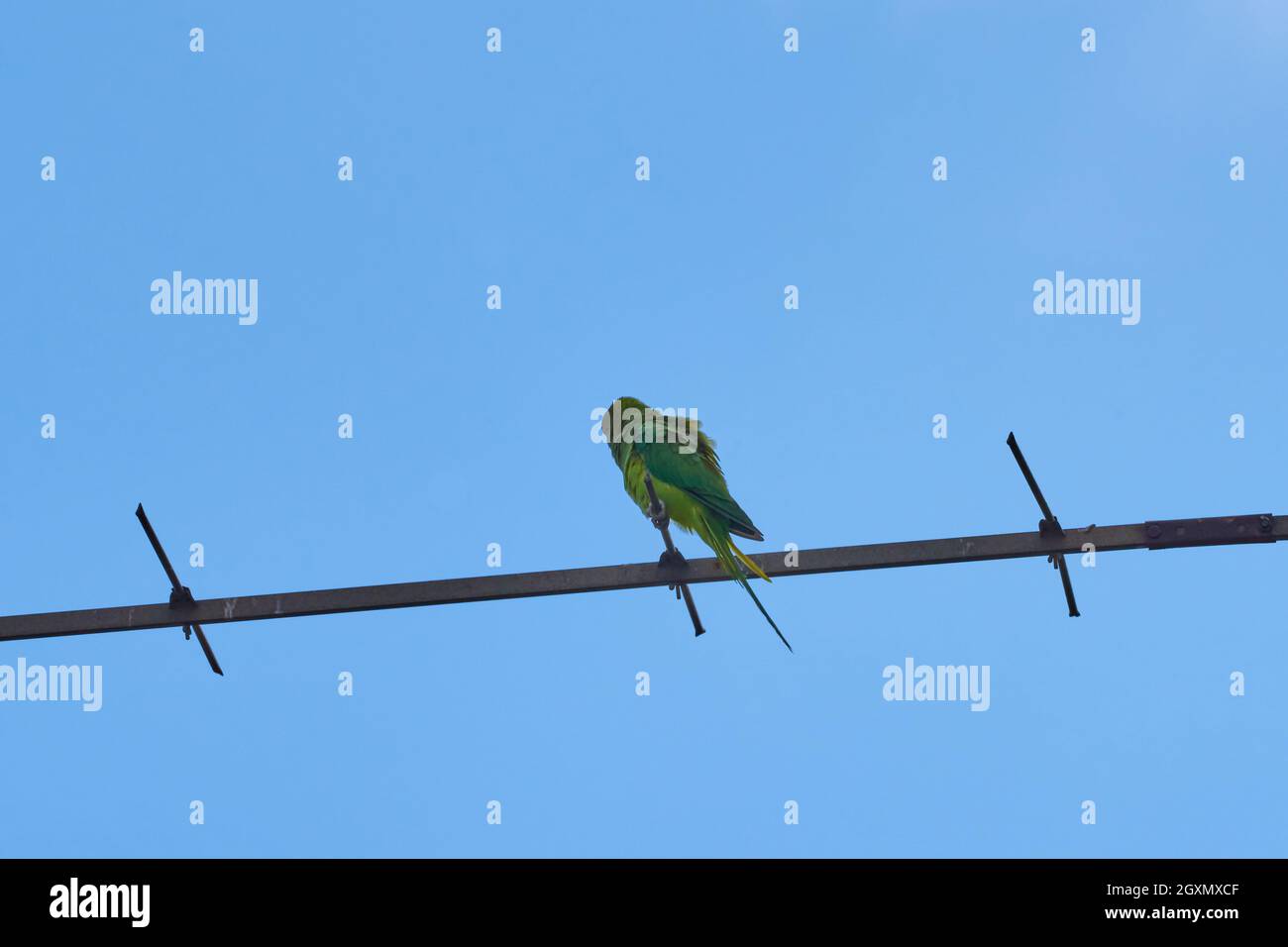 Papageien, die auf einem Ast sitzen, sind auf weißem Hintergrund isoliert, Vögel sind grün, Papageien sind isoliert. Exotische Vögel auf einem Stockfoto