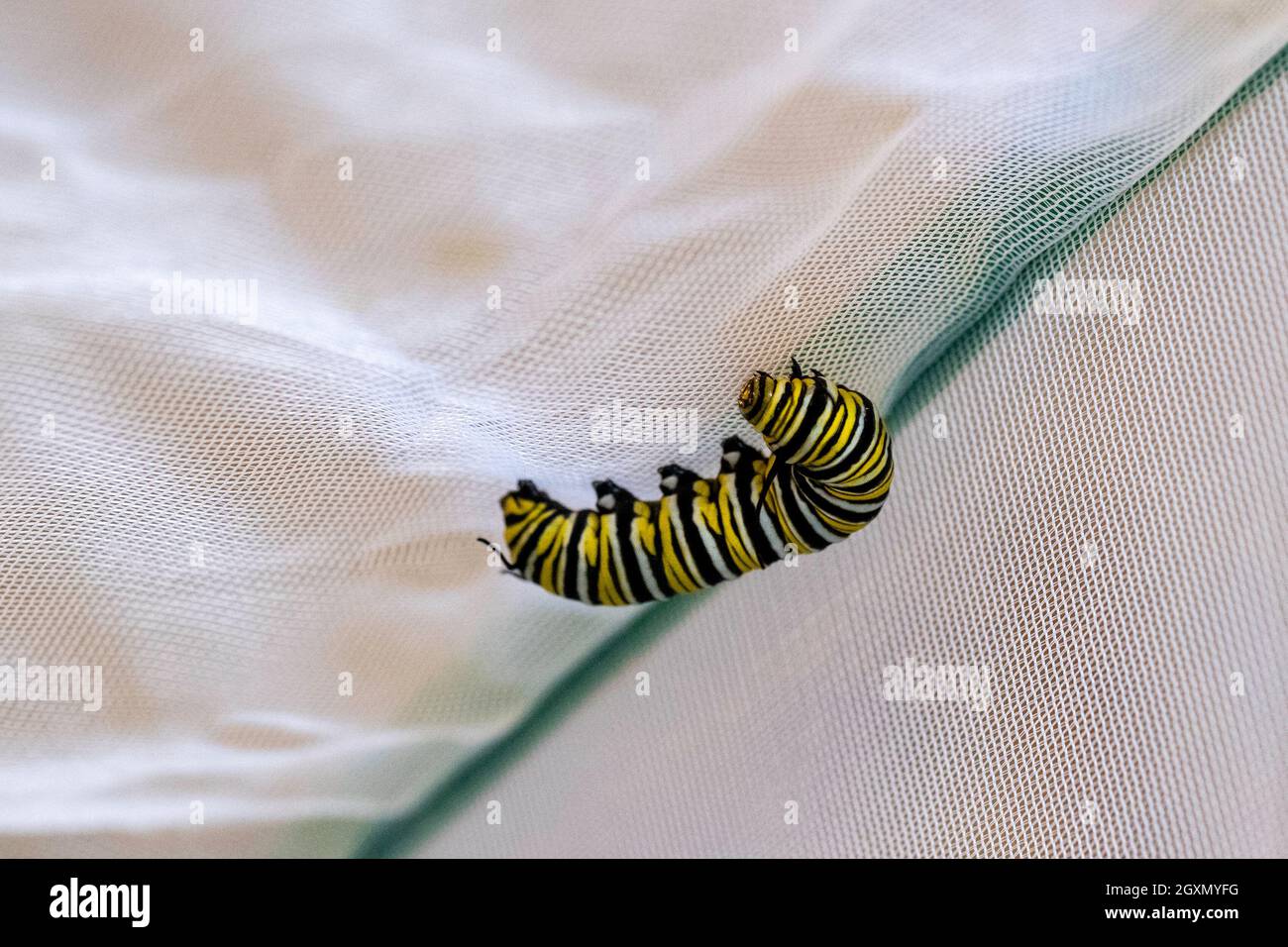 Monarch Schmetterling Raupe, Danaus plexippus, in einem Netz Schmetterlingskäfig, Auswahl eines Punktes zu verpuppen. Kansas, USA Stockfoto