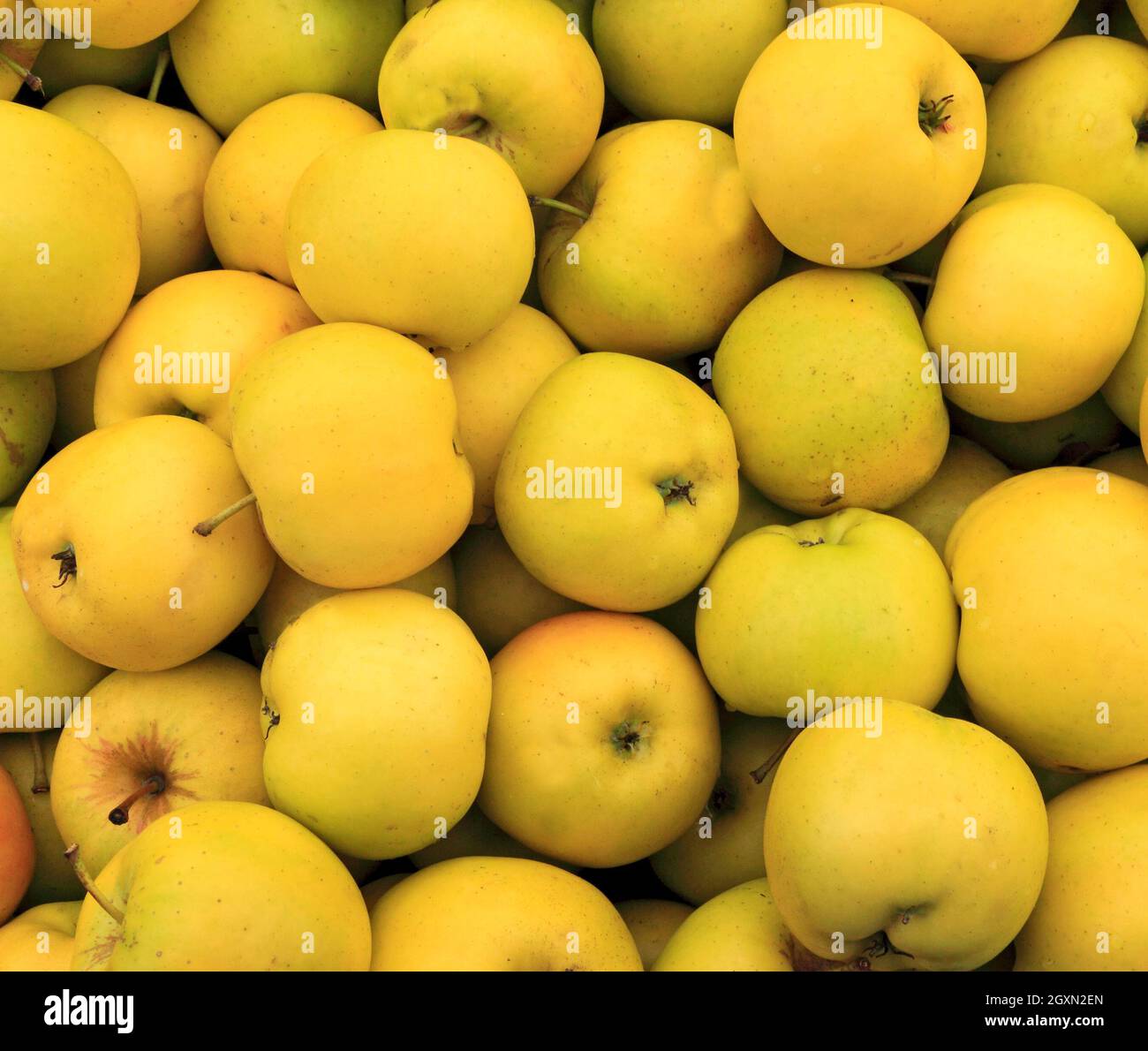 Apfel 'Greensleeves', Farm Shop Display, Äpfel, Obst, gesunde Ernährung, malus domestica Stockfoto