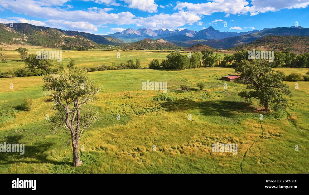 Detail eines einzelnen Baumes im offenen Feld mit Bergen im Hintergrund Stockfoto