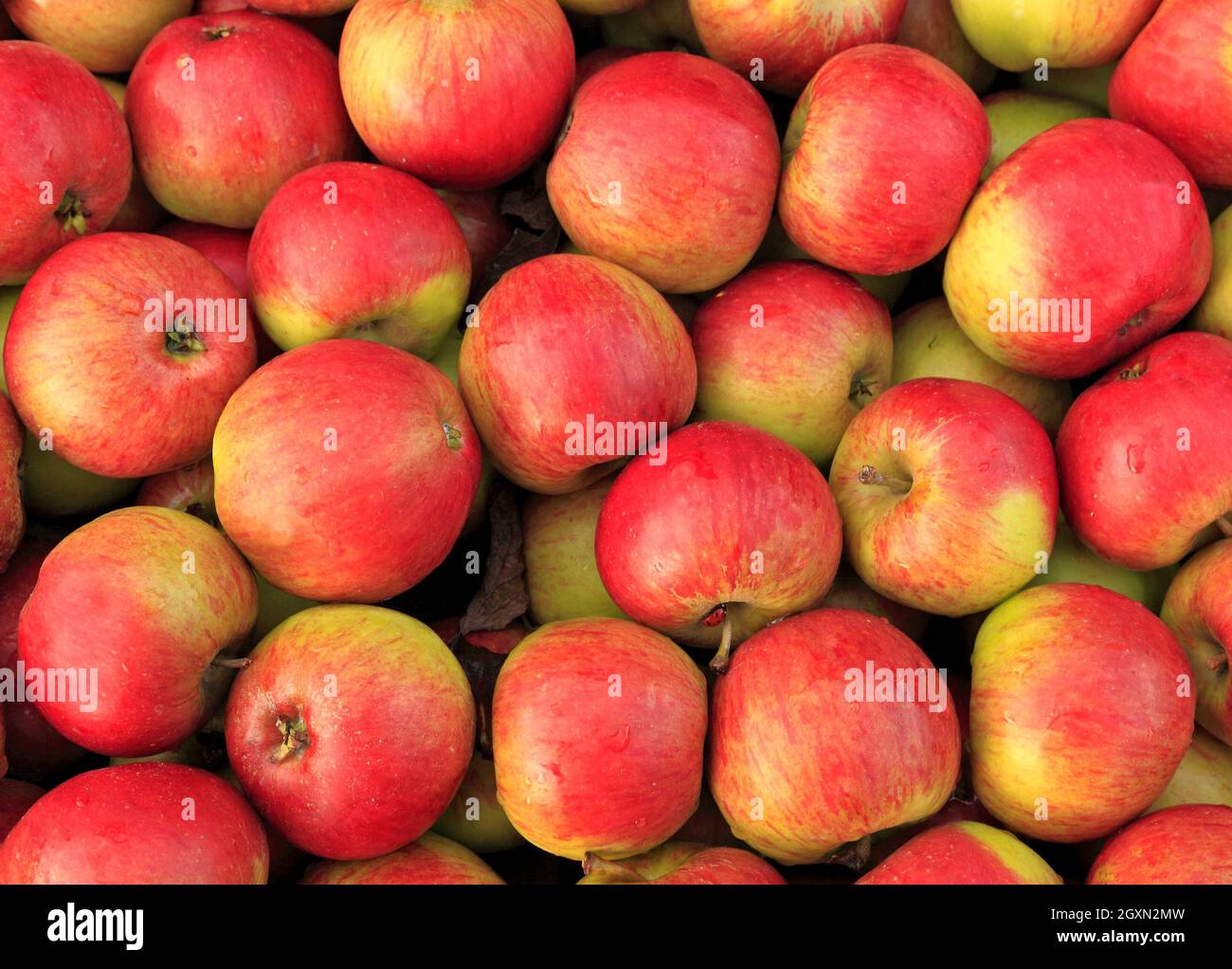 Apfel „Laxton's Fortune“, Äpfel, Obst, essbar, gesunde Ernährung, Farm Shop Display Stockfoto