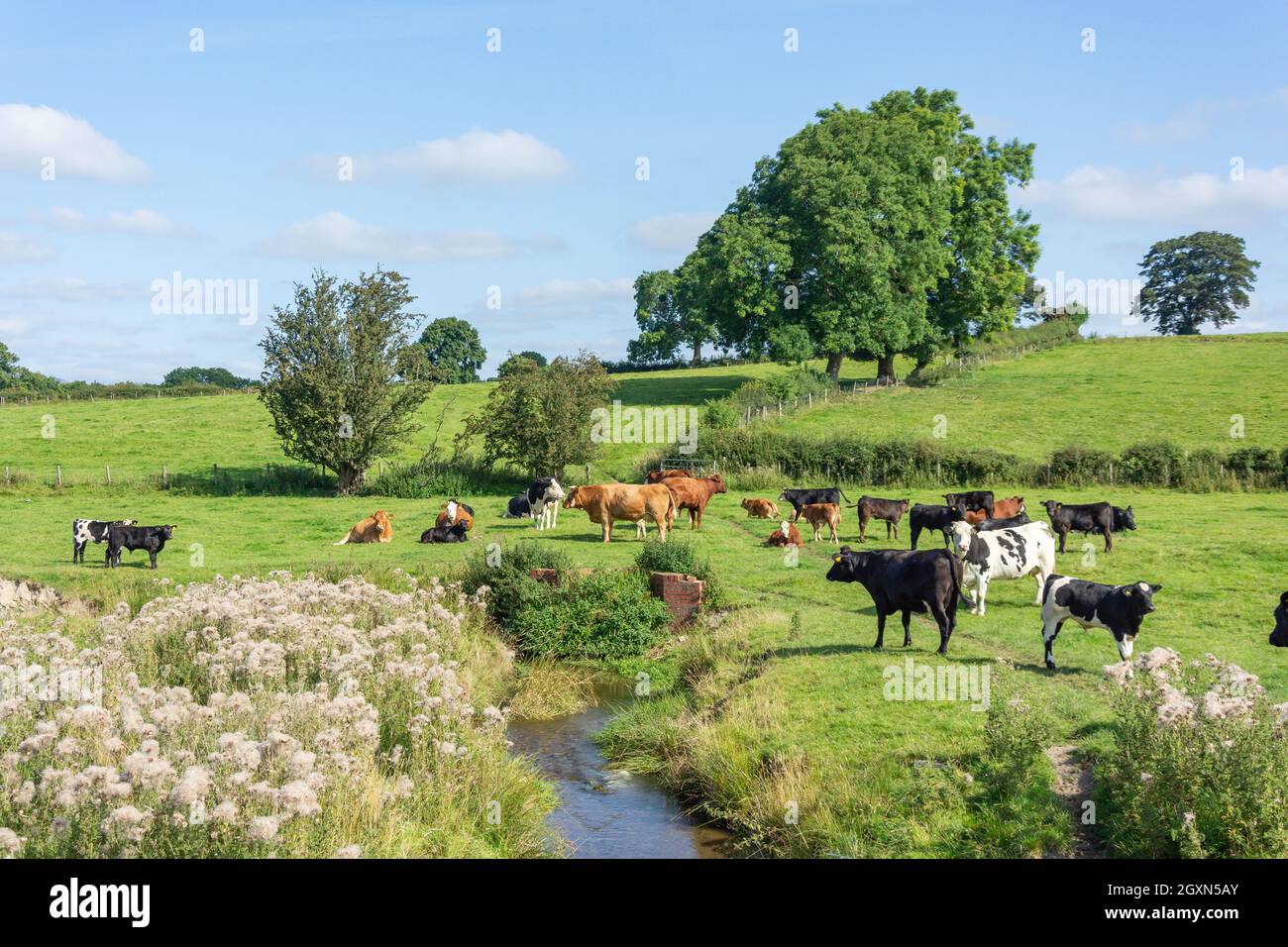 Cattle in Field, Vale of Clwyd, Denbighshire (Sir Ddinbych), Wales, Vereinigtes Königreich Stockfoto