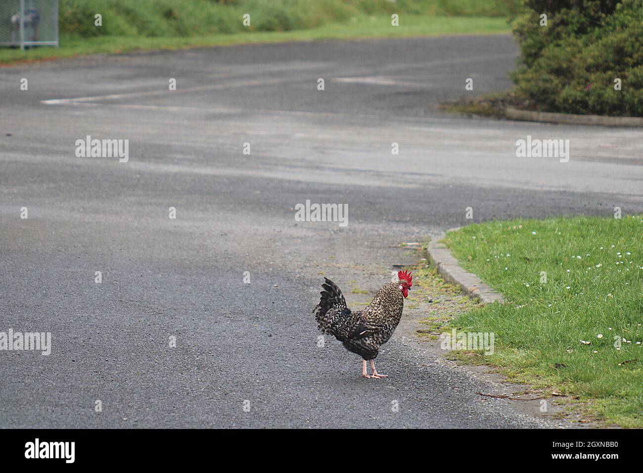 Hühner, die beim Überqueren einer Straße Stockfoto