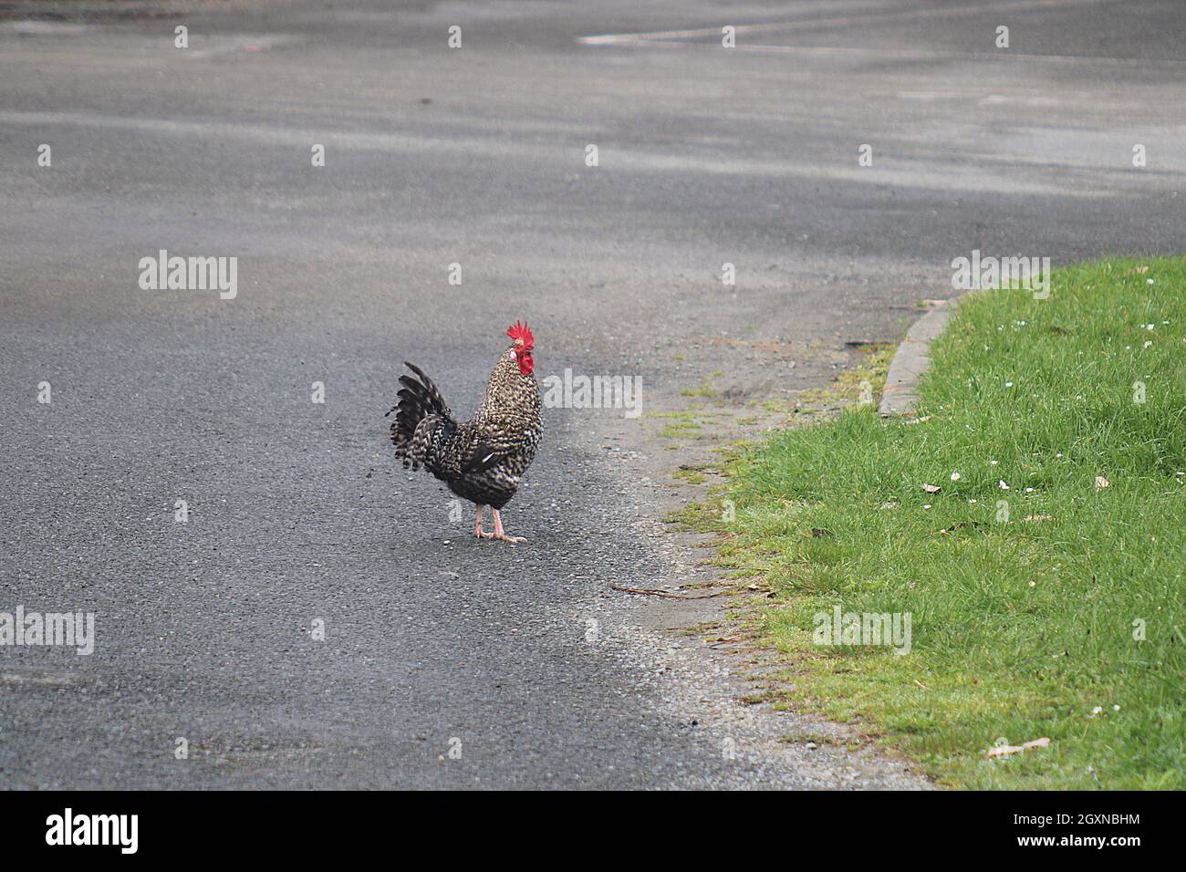 Hühner, die beim Überqueren einer Straße Stockfoto