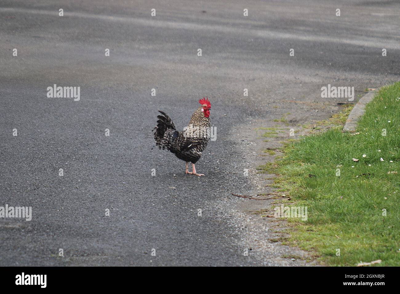 Hühner, die beim Überqueren einer Straße Stockfoto